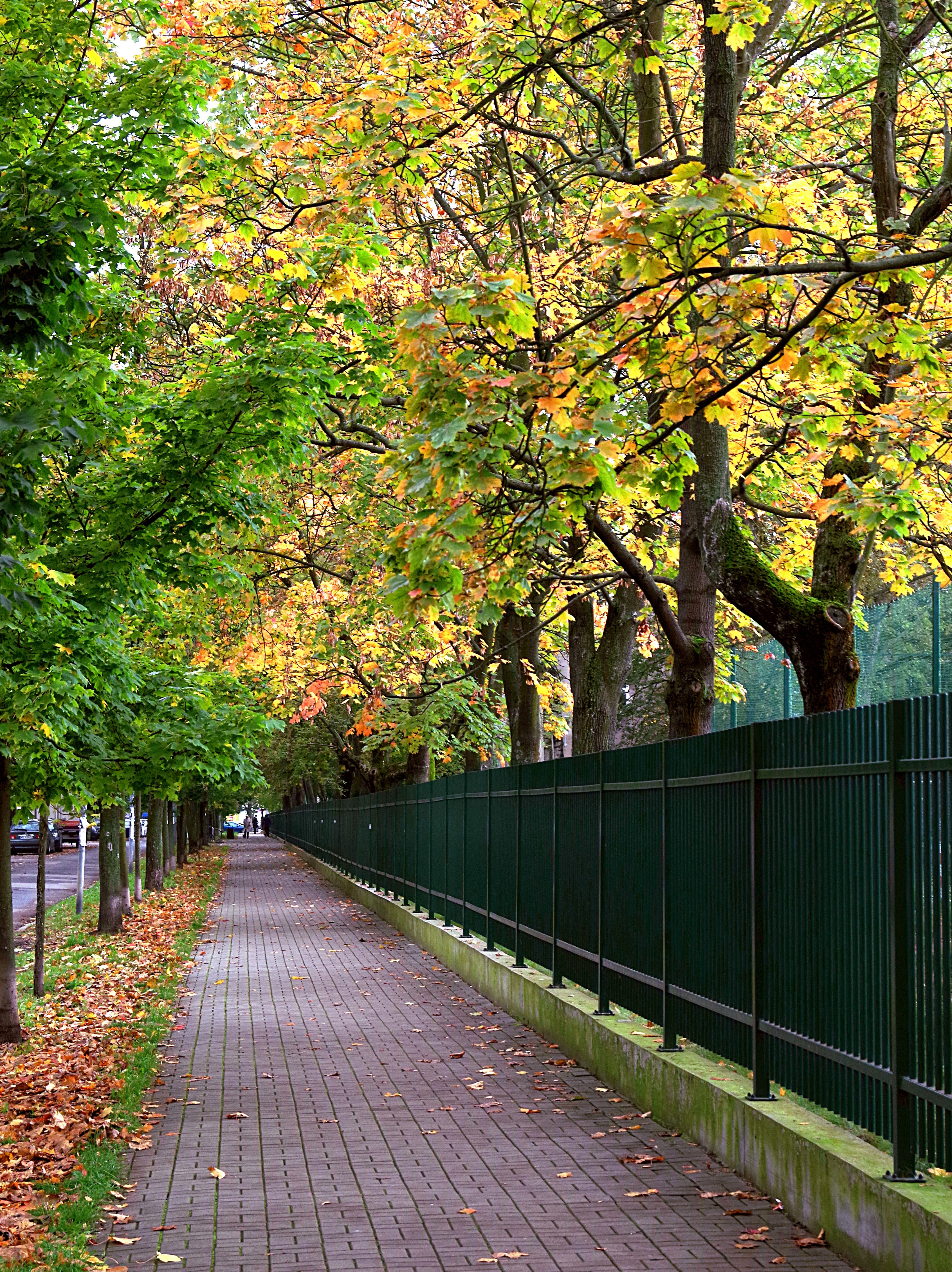 autumn, foliage, alley, october, fencing, day, park, street, beauty in nature, old, built structure, red, the moat, polish golden autumn, golden, plant, Phone HD Wallpaper