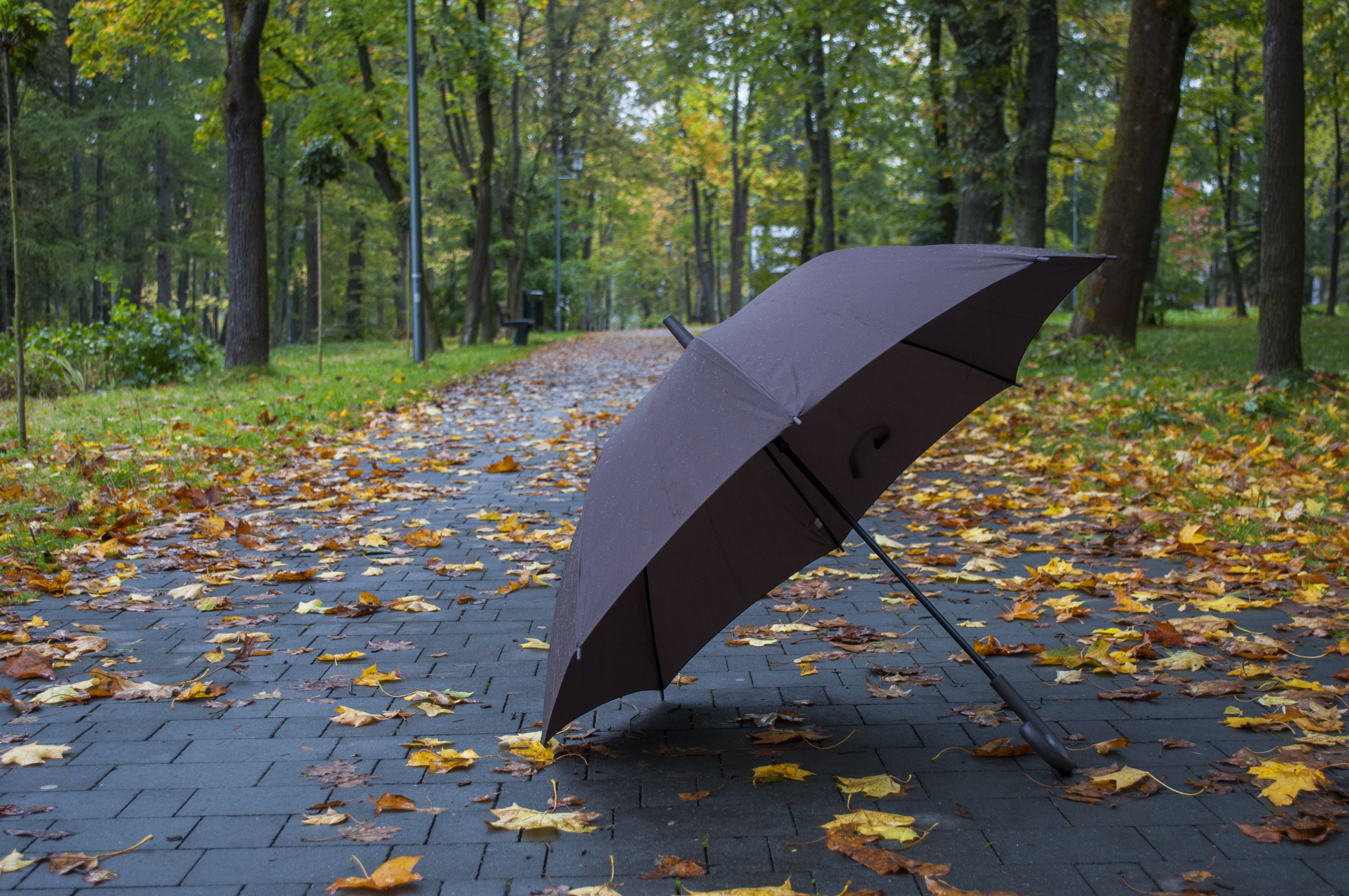 outdoors, plant part, plant, tree, day, footpath, growth, paving stone, fall, yellow, forest, umbrella, foliage, park, leaves, change, land, leaf, season, HD Wallpaper