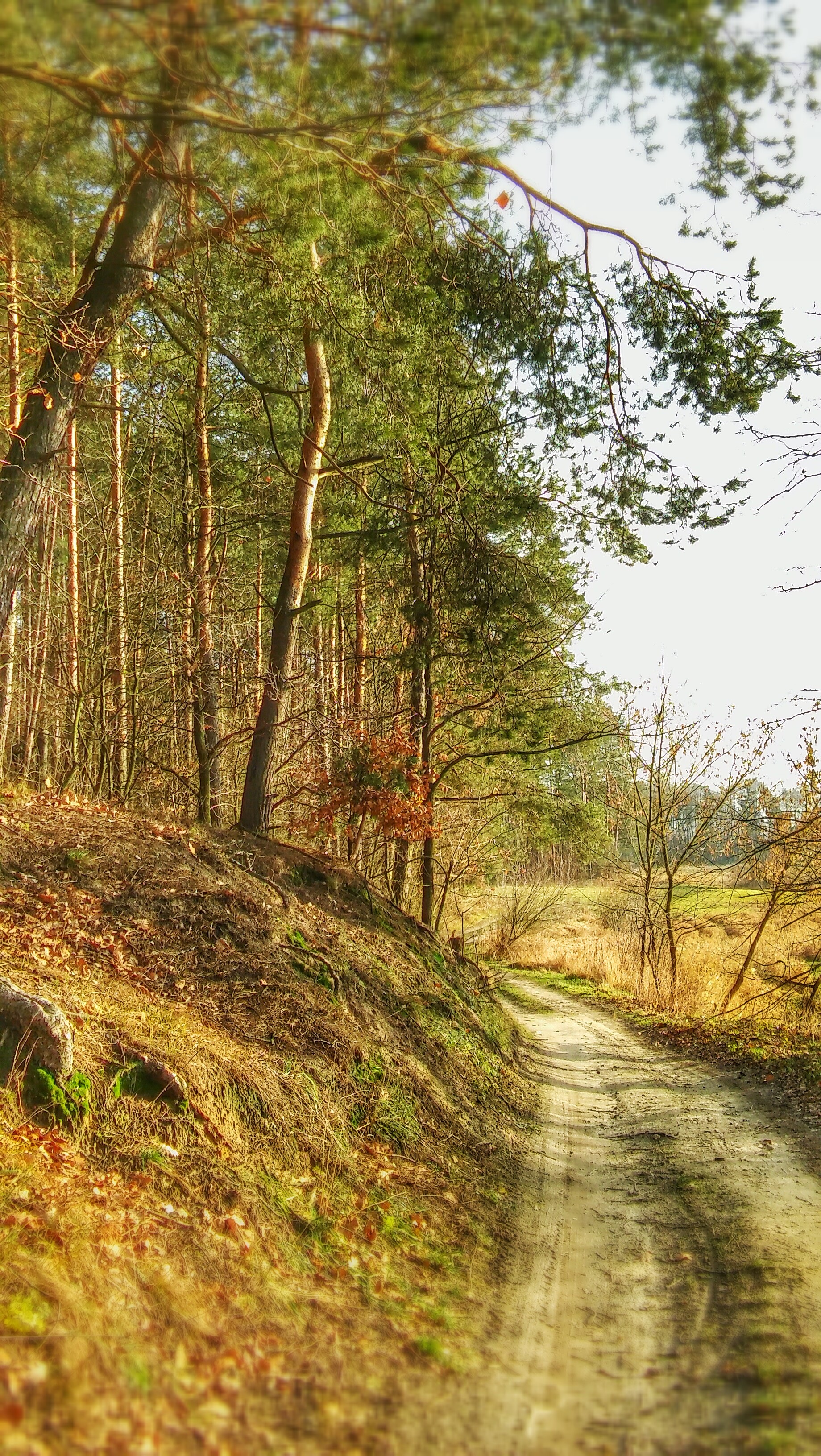 non-urban scene, direction, plant, pine, day, environment, tranquility, tree, road, spacer, grass, autumn gold, nature, trail, the way forward, land, sunny, Phone HD Wallpaper