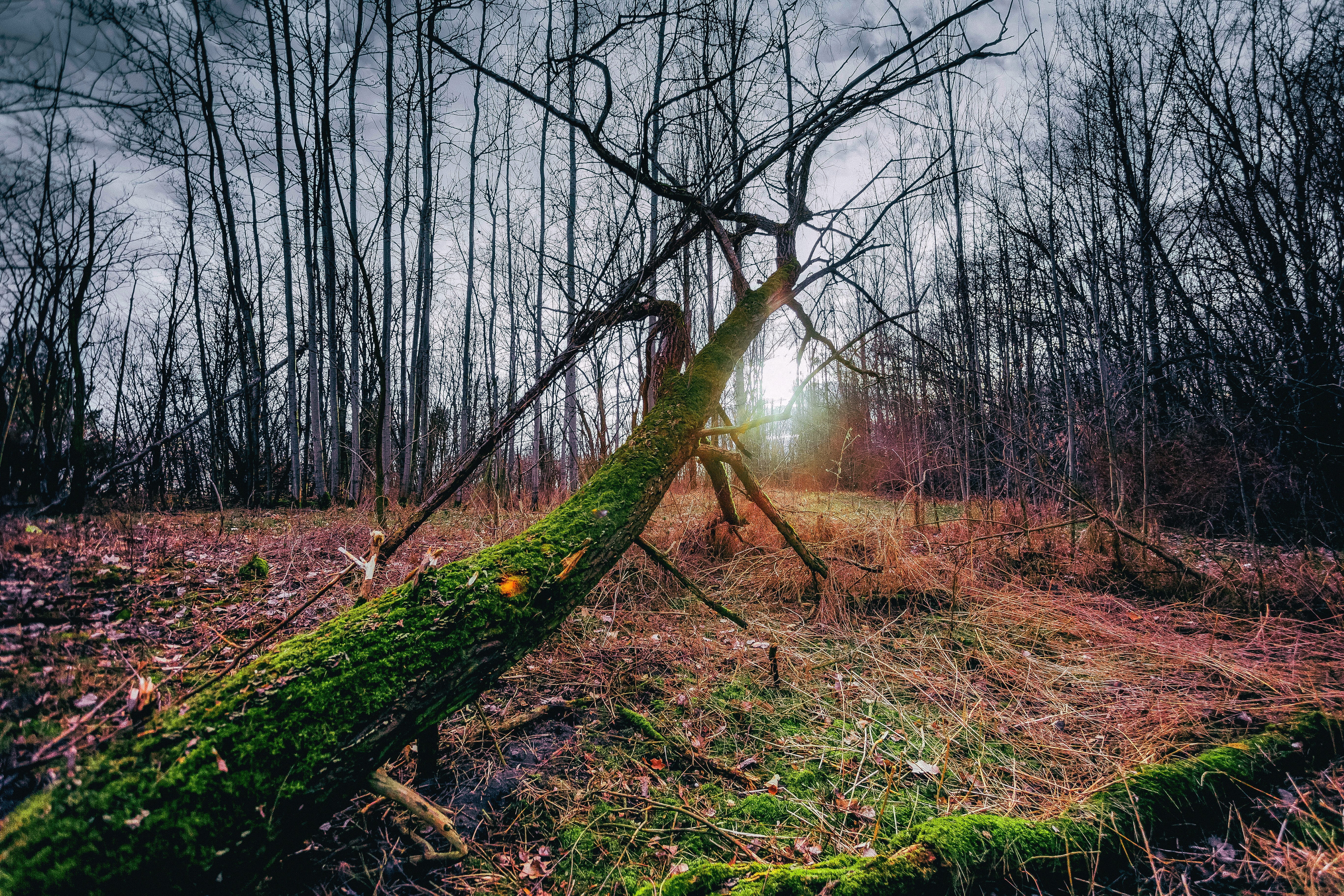 woodland, mysterious, dreary, glow, atmosphere, west, day, 5K, land, early spring, park, magic, mystery, scenics - nature, trunk, bare tree, the sun, mood, HD Wallpaper