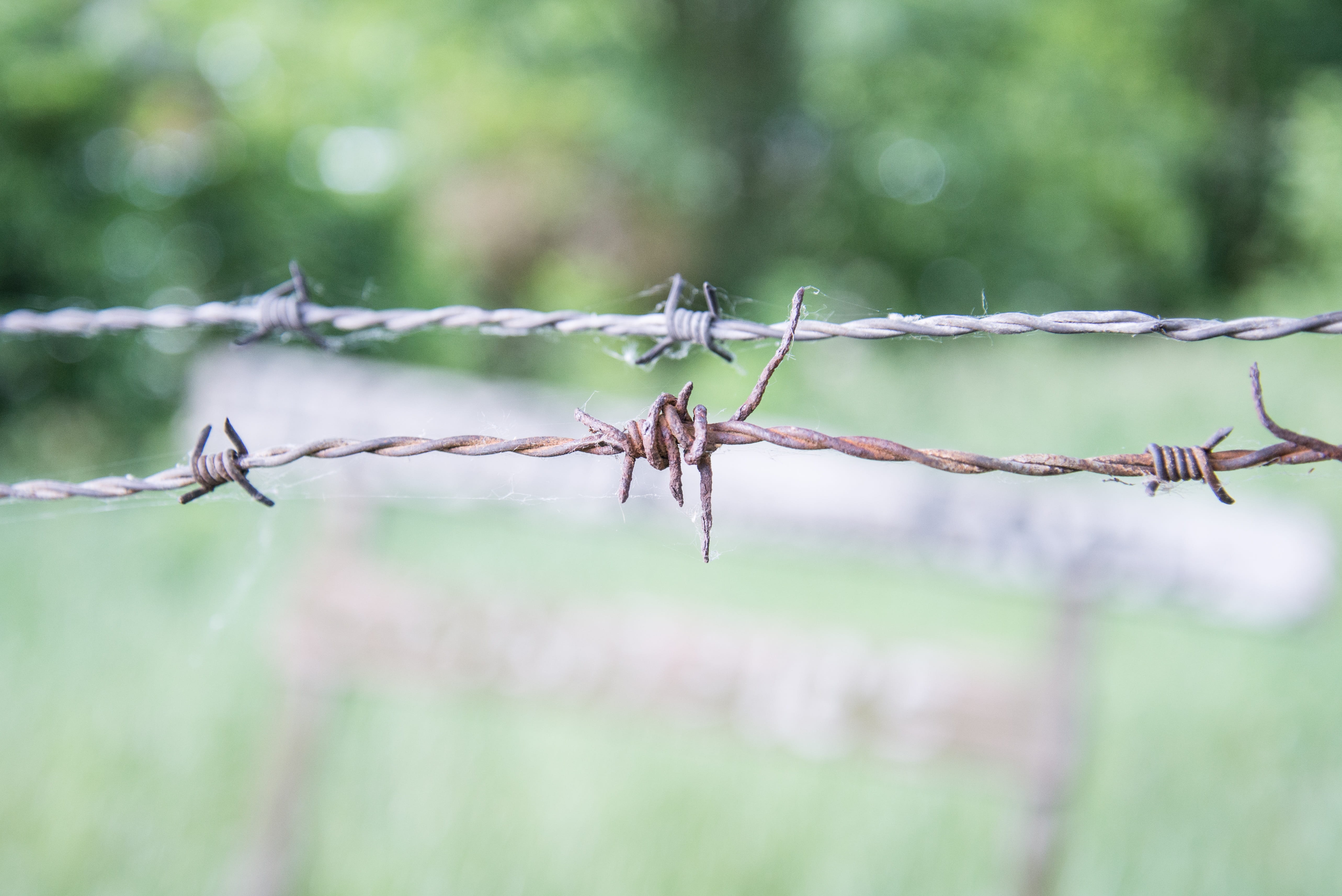 day, jail, nature, focus on foreground, twisted, danger, dom, barb, security, warning sign, protection, barbed wire, barbwire, no people, metal, green color, HD Wallpaper