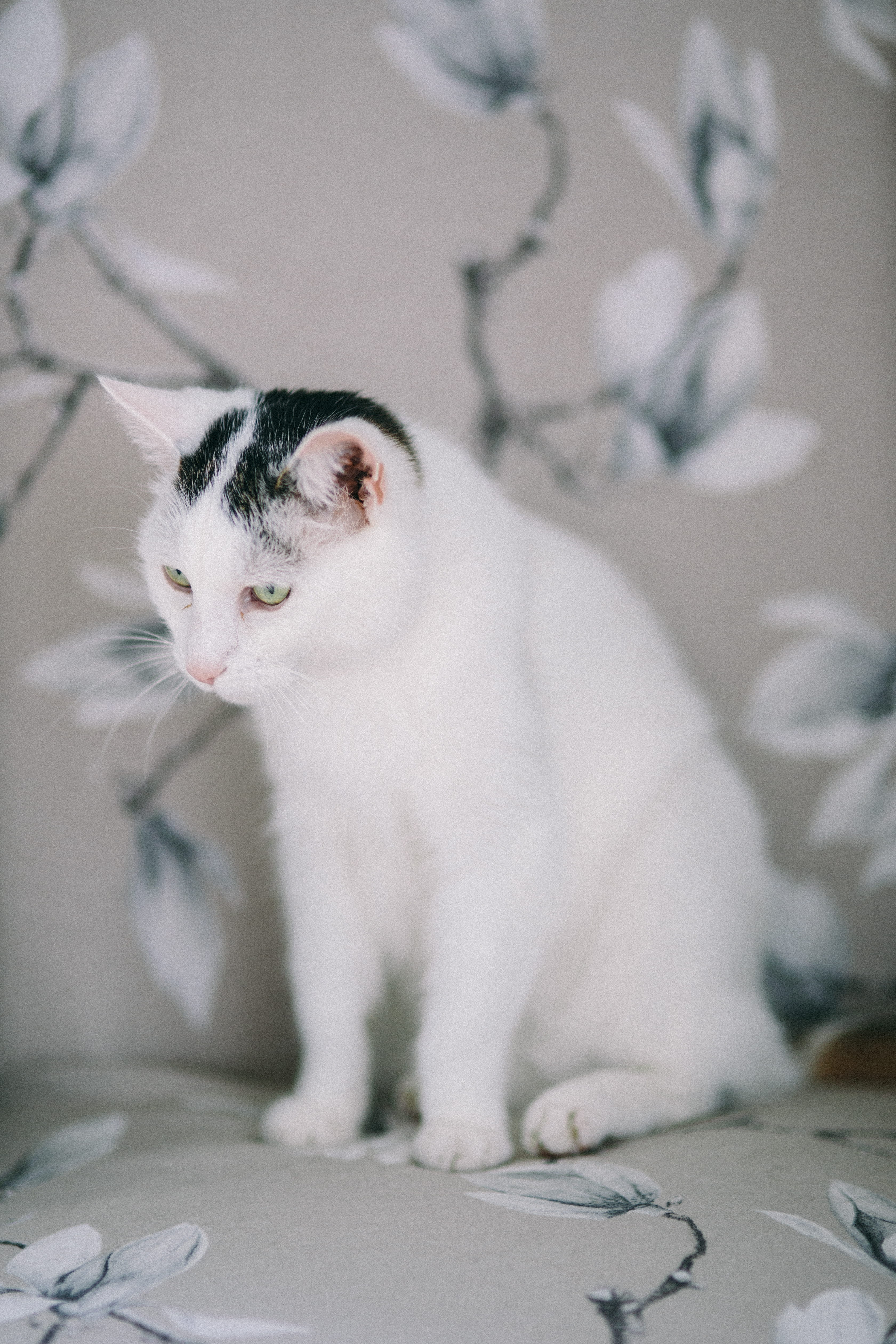 mammal, animal eye, vertebrate, domestic Cat, moody, white, focus on foreground, feline, sad cat, no people, kitten, pets, depressed, cat, sitting, looking, Phone HD Wallpaper