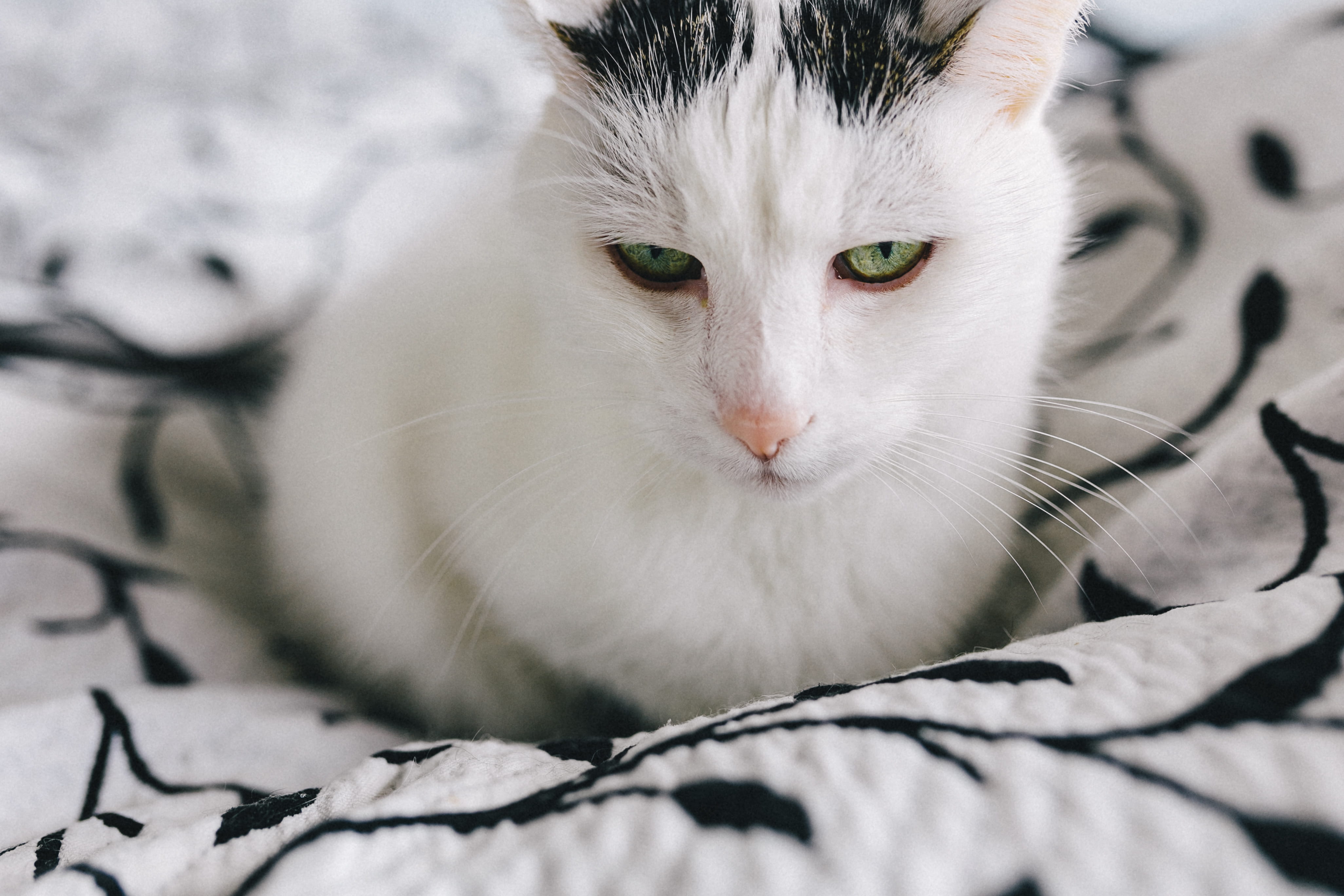 Portraits, animal, portrait, looking, domestic Animals, feline, moody, sad, 4K, looking at camera, no people, kitten, relaxation, young Animal, bed, depressed, HD Wallpaper