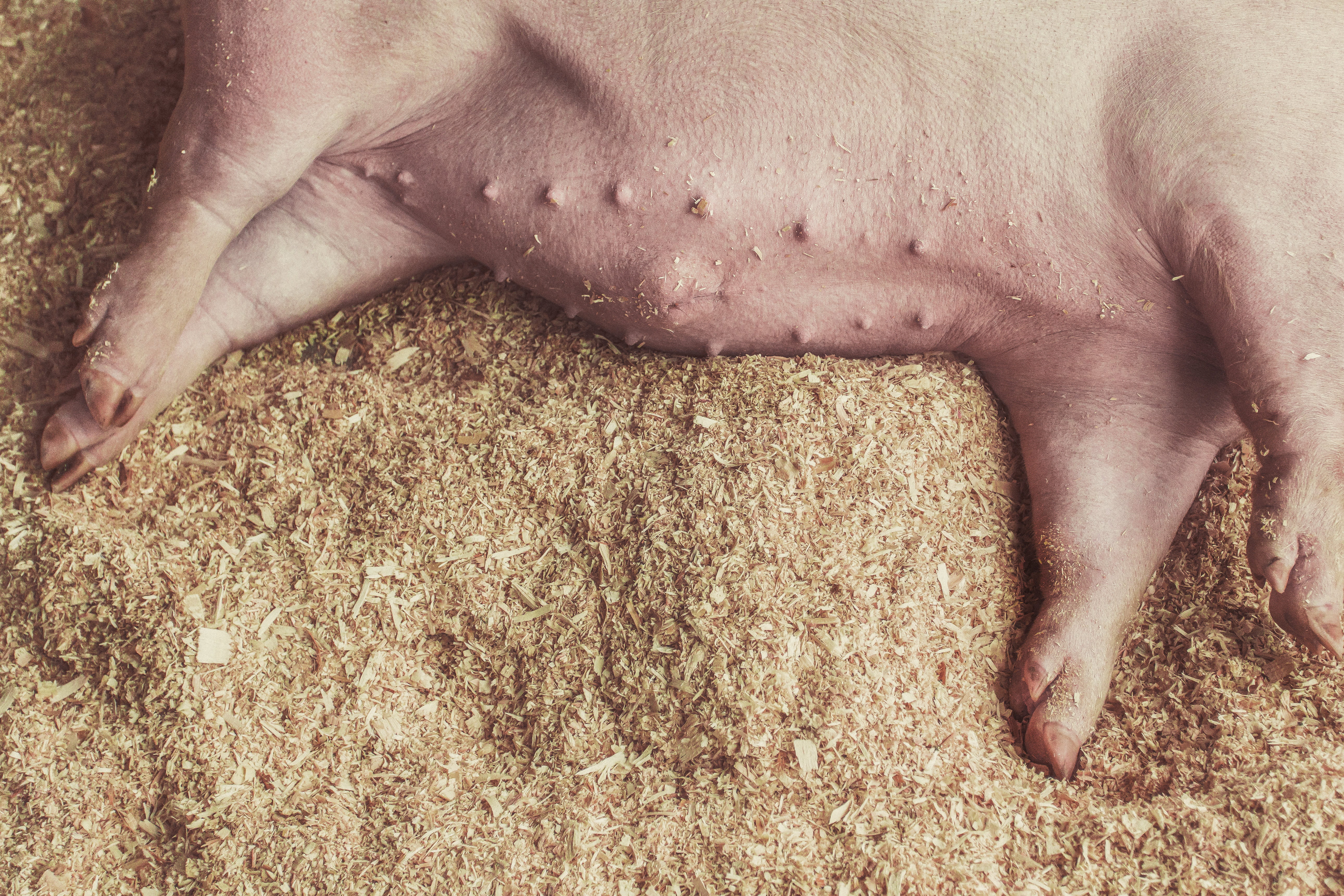 one person, pig, laying, lazy, lifestyles, relaxation, hays, body part, 5K, sleeping, animals, human leg, pork, nap, high angle view, pink pig, cute, one woman only, HD Wallpaper