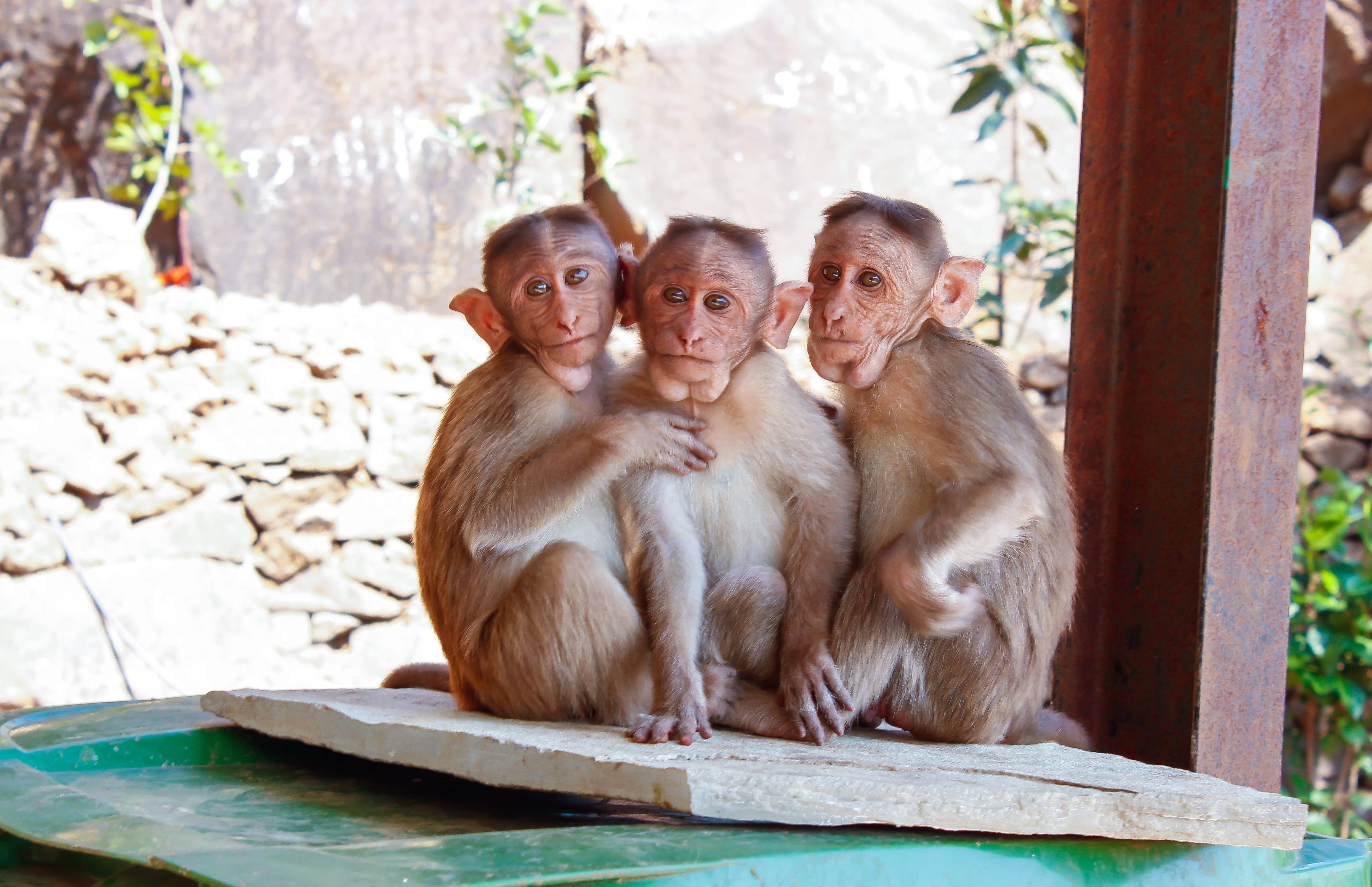 wooden, wildlife, rainforest, mammal, 4K, beam, vertebrate, animal, jungle, baby, blur, animal wildlife, family, palette, monkeys, sit, group of animals, HD Wallpaper
