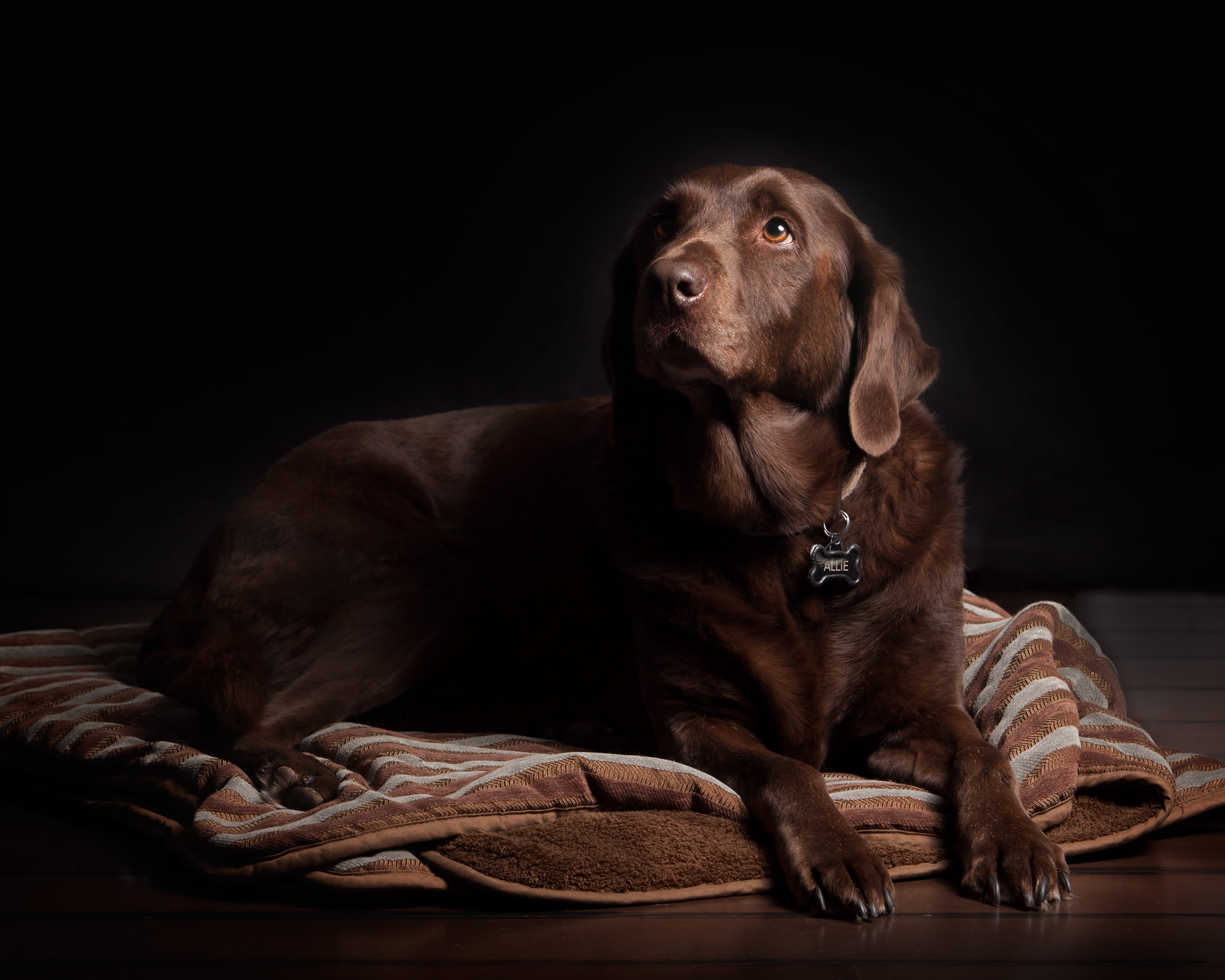 retriever, mammal, pets, purebred, domestic, animal themes, animal, no people, labrador, breed, full length, purebred dog, leather, dark, dog, pet, canine, HD Wallpaper