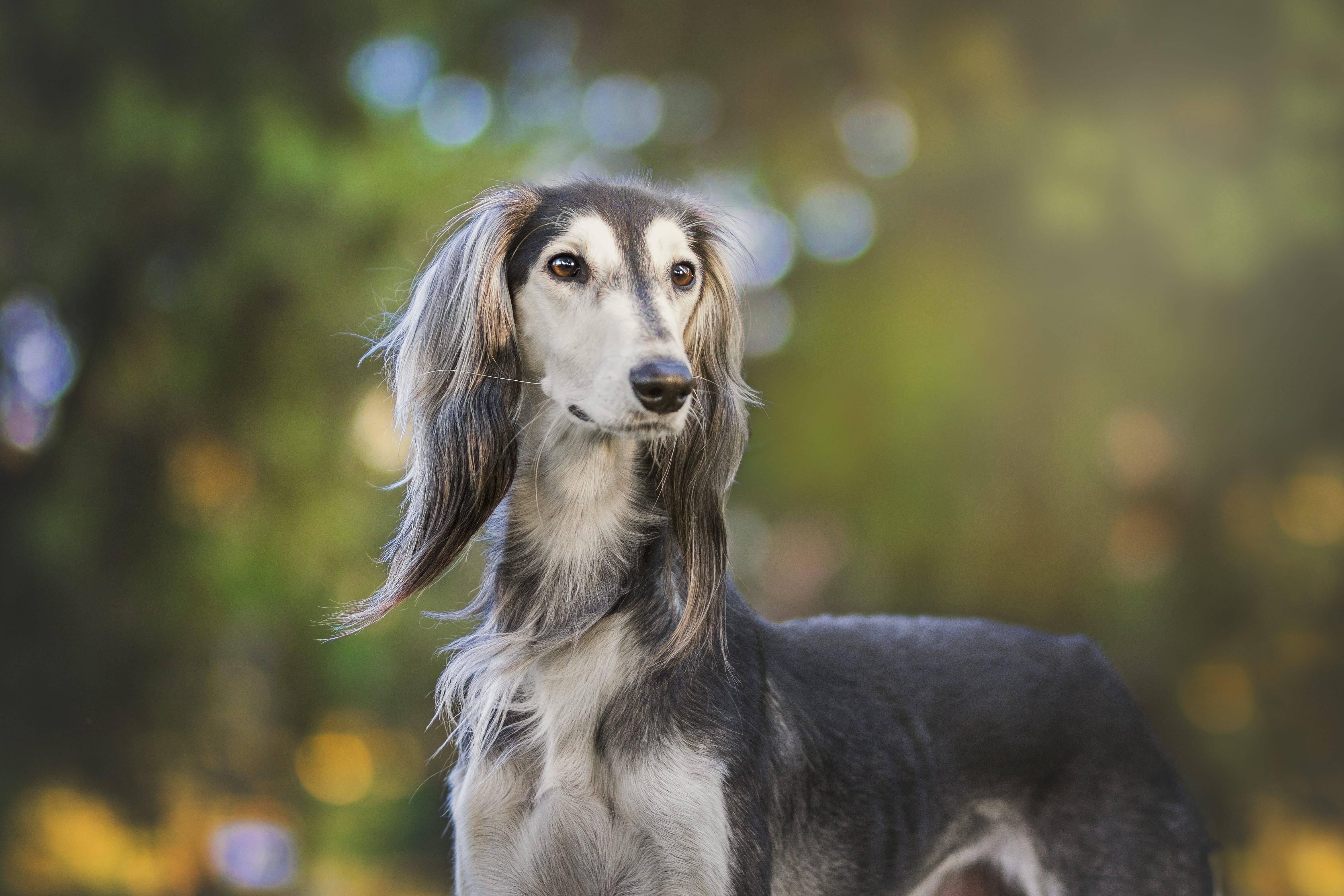 day, tenderness, one animal, mammal, nature, canine, the persian greyhound, animals, hair, feeling, looking away, looking, pets, focus on foreground, domestic animals, HD Wallpaper