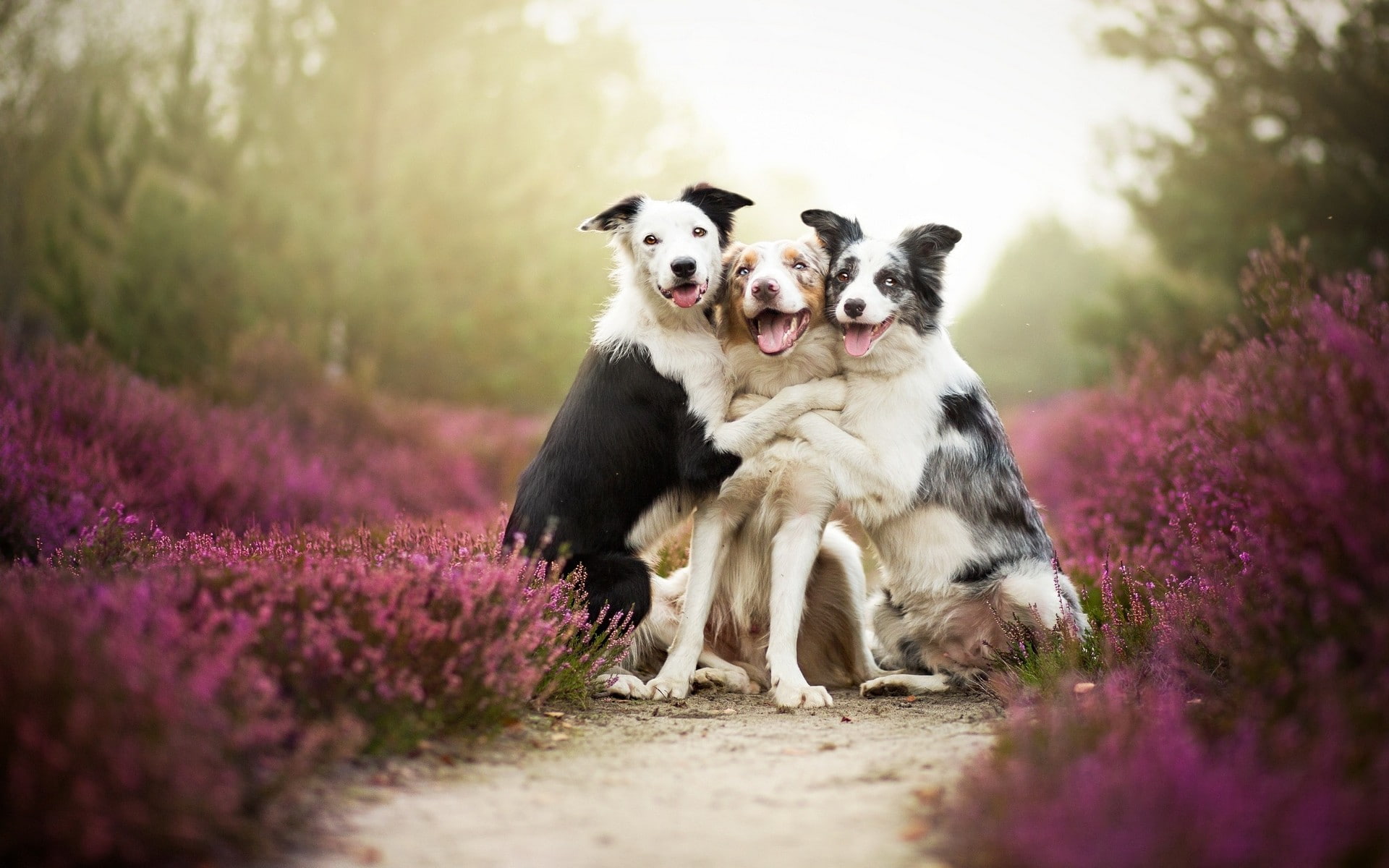 Friends, flowers, 1080P, mist, animals, pet, dog, nature, HD Wallpaper