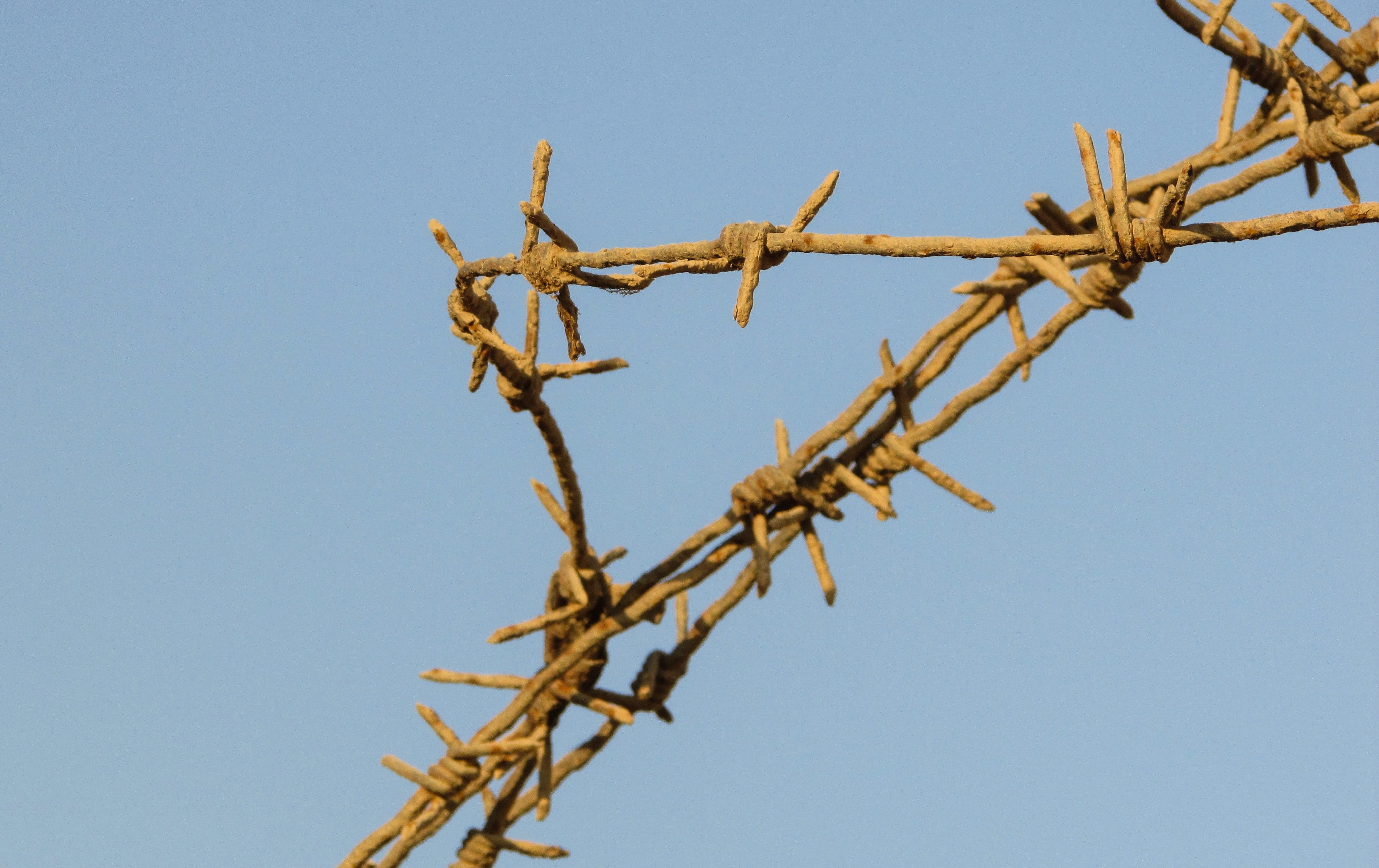 nature, tree, security, boundary, power supply, sky, plant, Fence, separation, clear sky, no people, copy space, sunny, bare tree, sign, safety, cyprus, HD Wallpaper