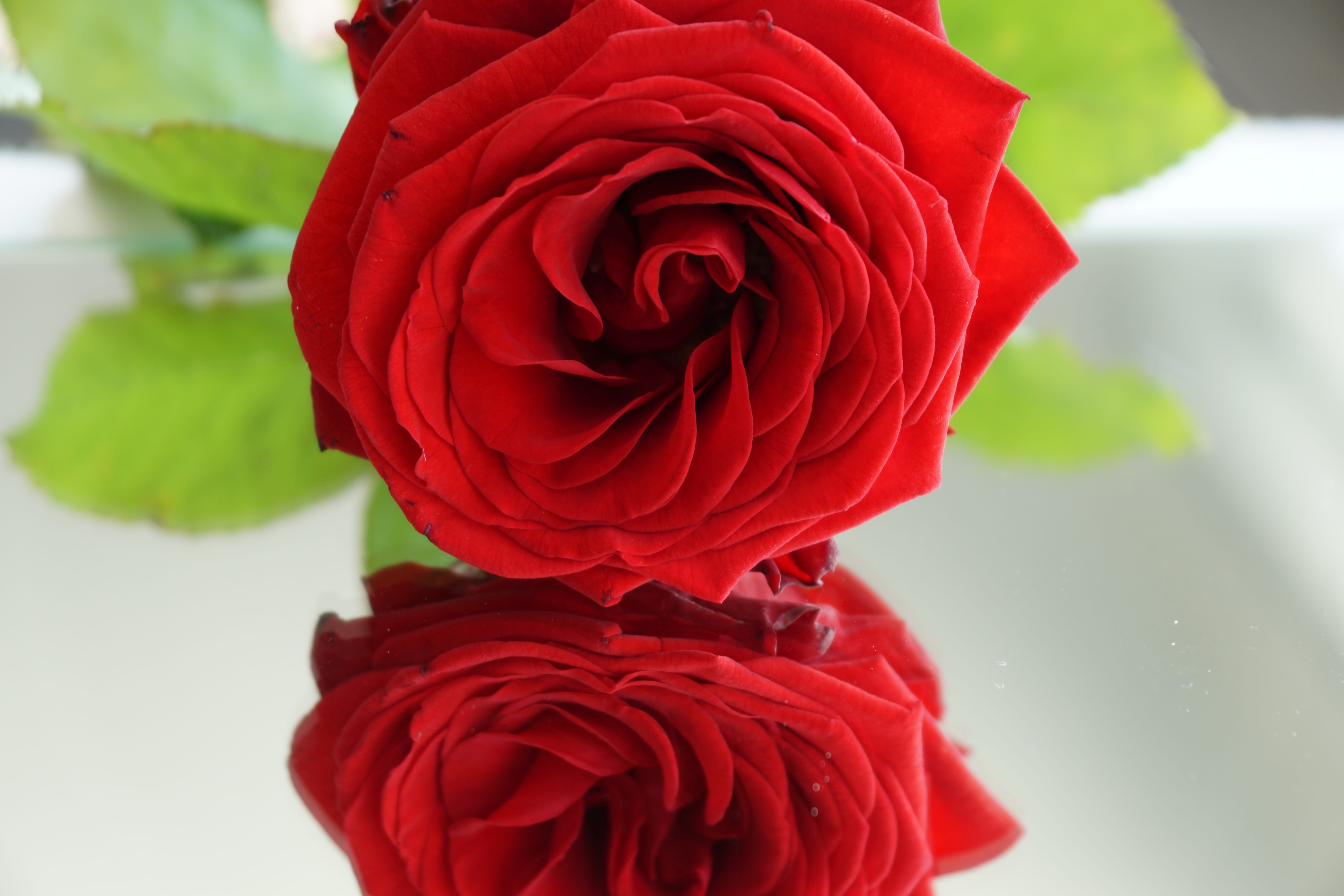trust, petal, valentines day - holiday, flower, beauty in nature, flowering plant, focus, valentines day, no people, symbol, flower head, bouquet, rose, HD Wallpaper