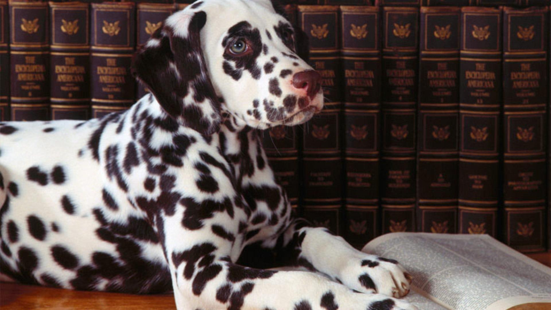 funny animals, book, dogs, dog, puppies, spotted dog, pets, 1080P, animals, reading, HD Wallpaper