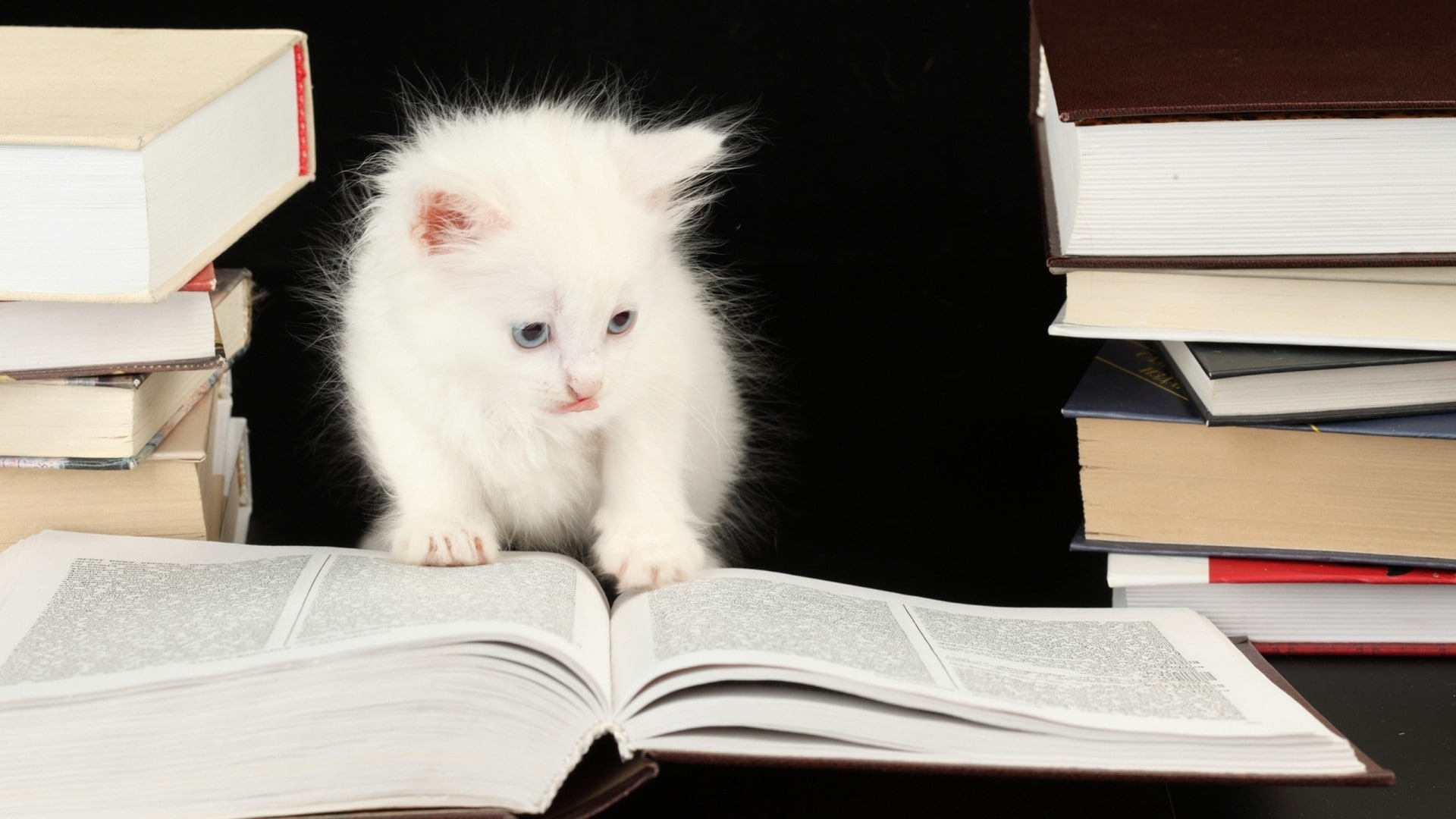 cute, cats, kittens, 1080P, books, humor, funny, felines, animals, eyes, whiskers, HD Wallpaper
