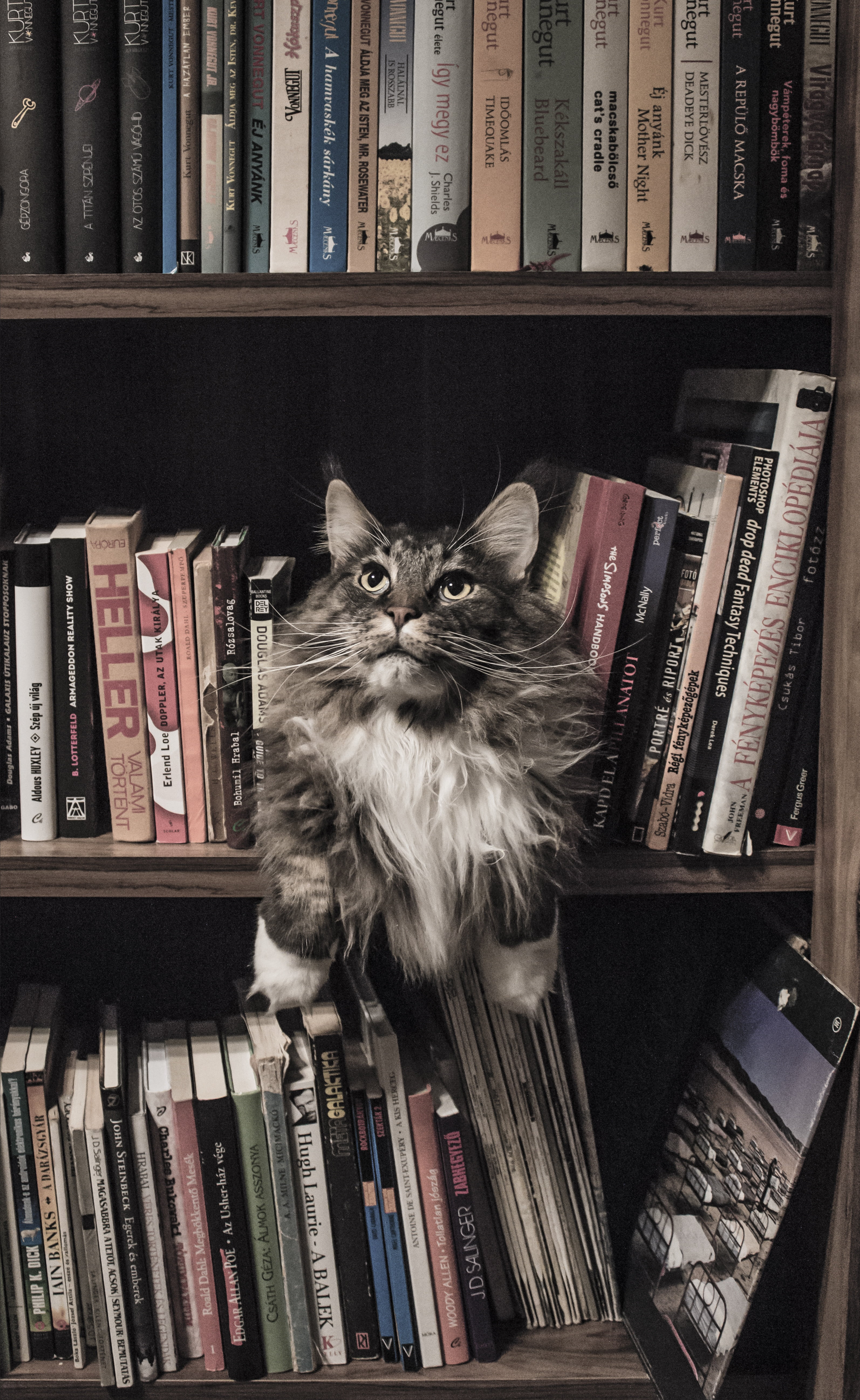 mammal, furry, near, looking, maine coon, maine, portrait, paw, expression, young, bookshelf, library, fluffy, kitty, breed, one animal, choice, education, Phone HD Wallpaper