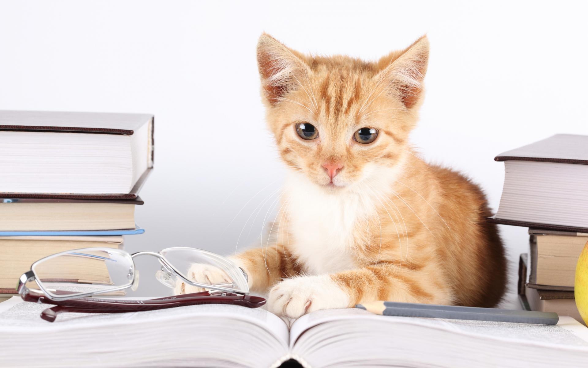 animals, babies, felines, kittens, eyes, books, humor, 1080P, funny, fur, whiskers, face, cats, Glasses, cute, HD Wallpaper