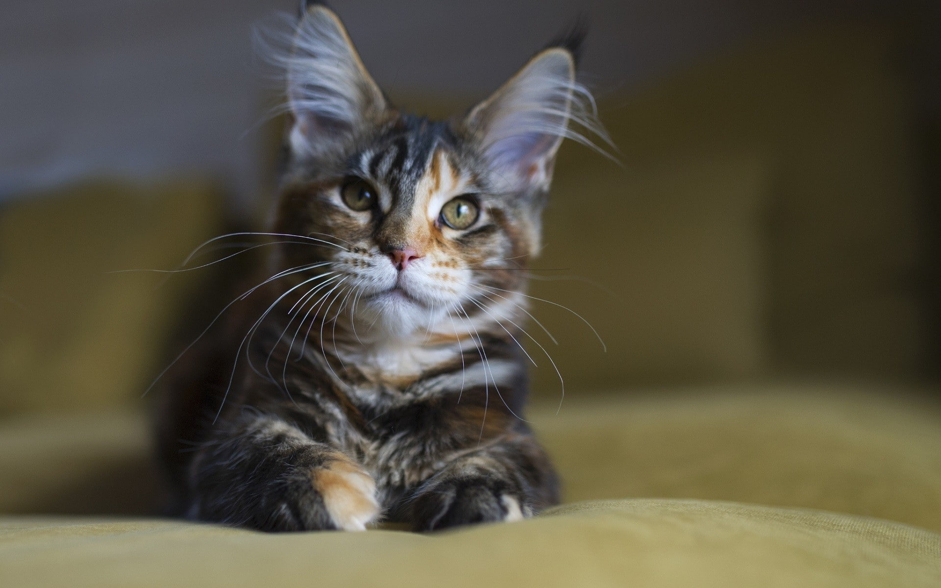 animal, feline, one animal, vertebrate, looking, no people, Maine Coon, animal eye, portrait, focus on foreground, mammal, cat, domestic cat, 1080P, indoors, HD Wallpaper