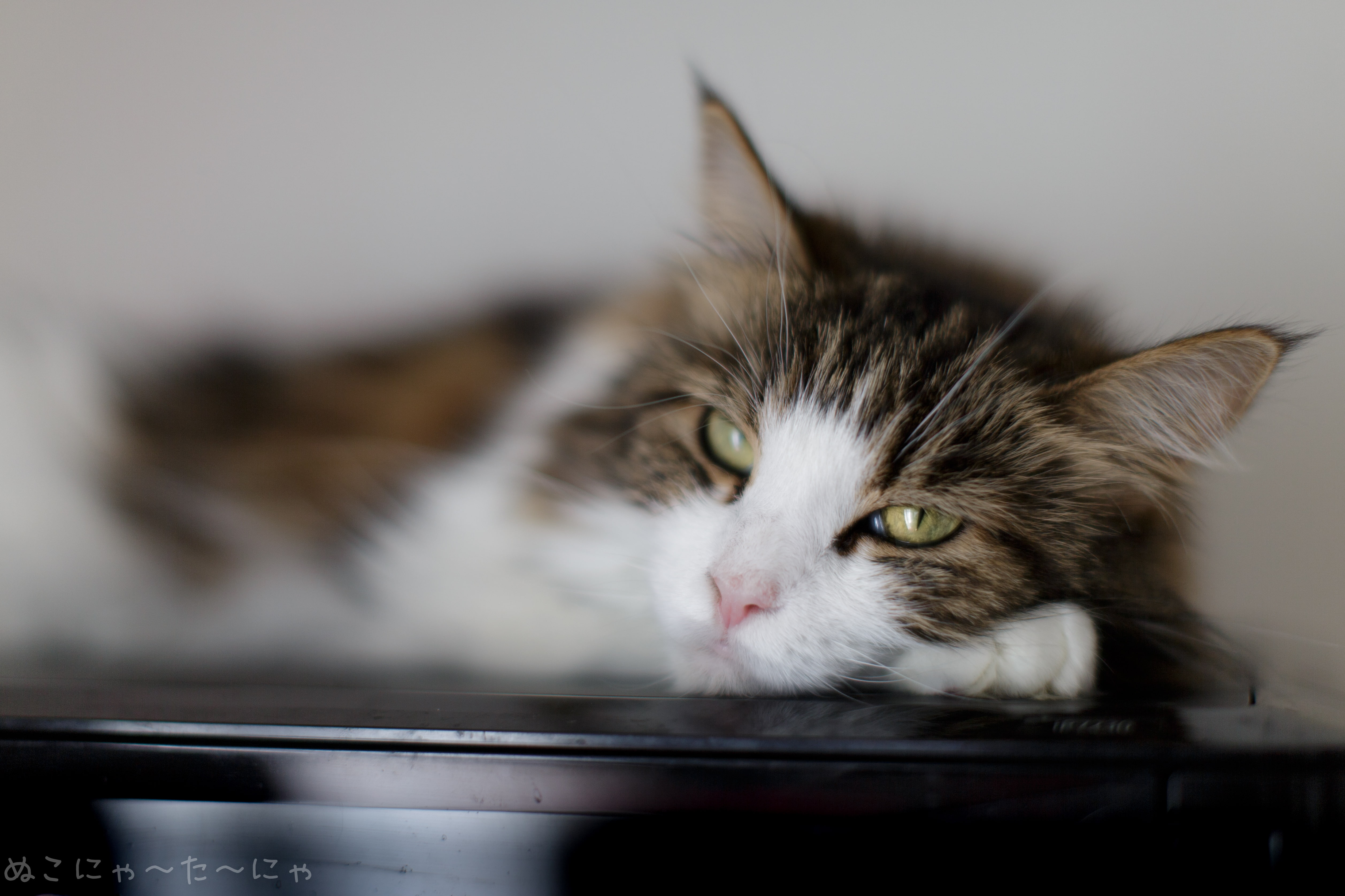 4K, animal, focus on foreground, domestic, cat, portrait, animal eye, relaxation, mammal, feline, animal head, maine coon cat, vertebrate, pets, tabby, HD Wallpaper
