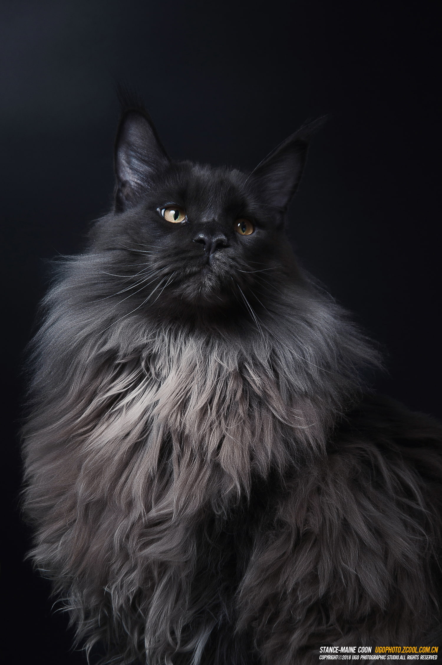 domestic cat, animal eye, animal, cat, hairstyle, black background, portrait, animal themes, pets, animal body part, hair, 1080P, whisker, domestic animals, Phone HD Wallpaper