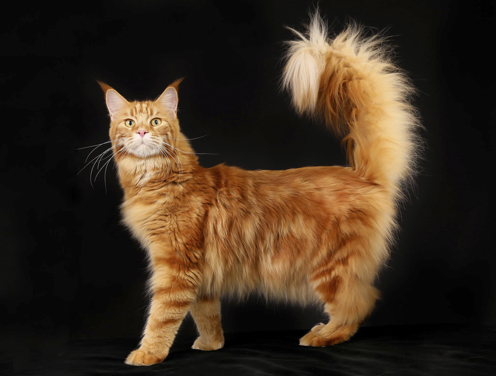 beautiful, close-up, purebred Cat, Maine Coon, whisker, young Animal, feline, cat, one Animal, animal, looking, portrait, indoors, domestic Cat, black background, HD Wallpaper