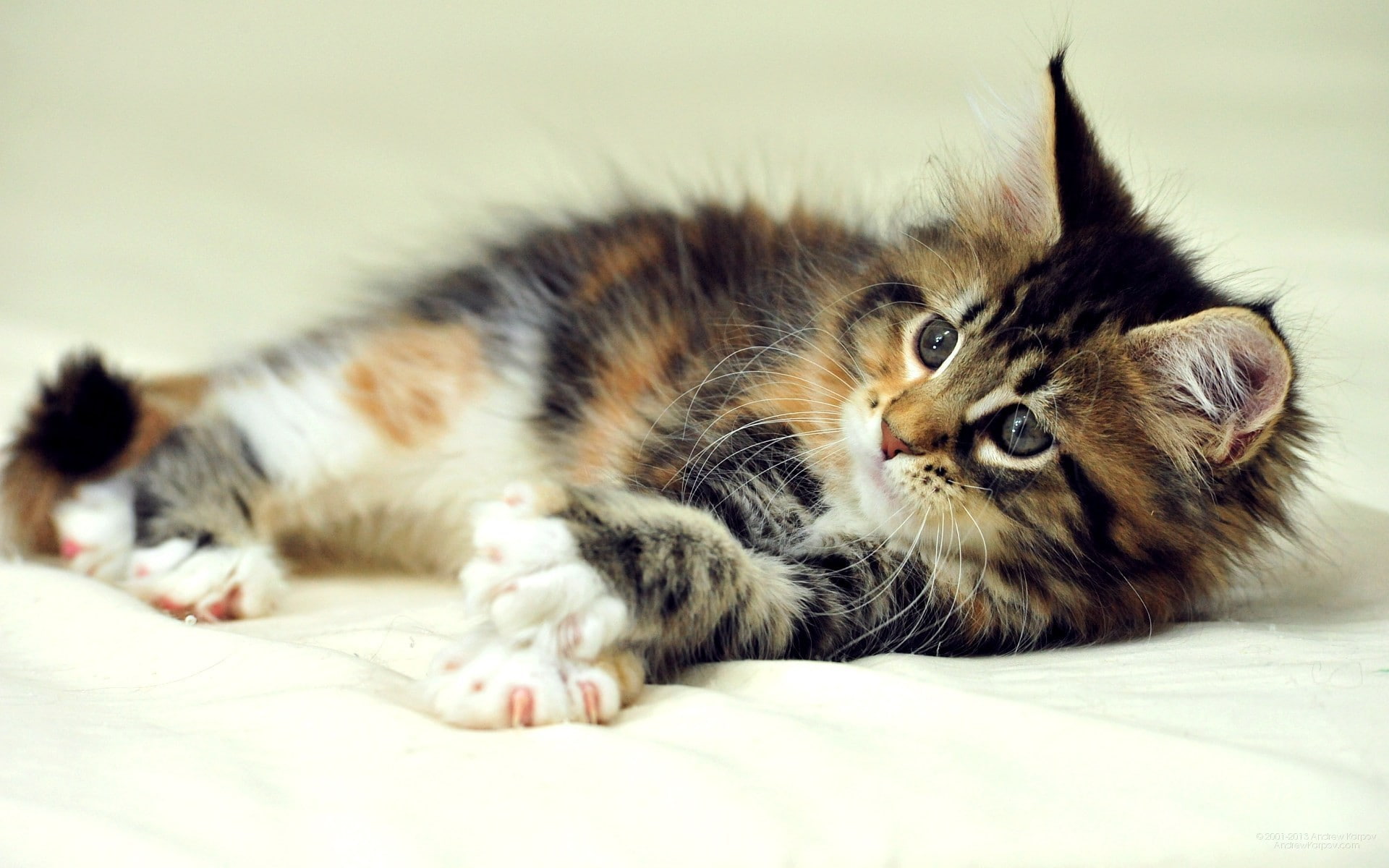 pets, cat, domestic animals, 1080P, indoors, kittens, whisker, animals, bed, domestic, animal themes, vertebrate, feline, furniture, relaxation, domestic cat, HD Wallpaper