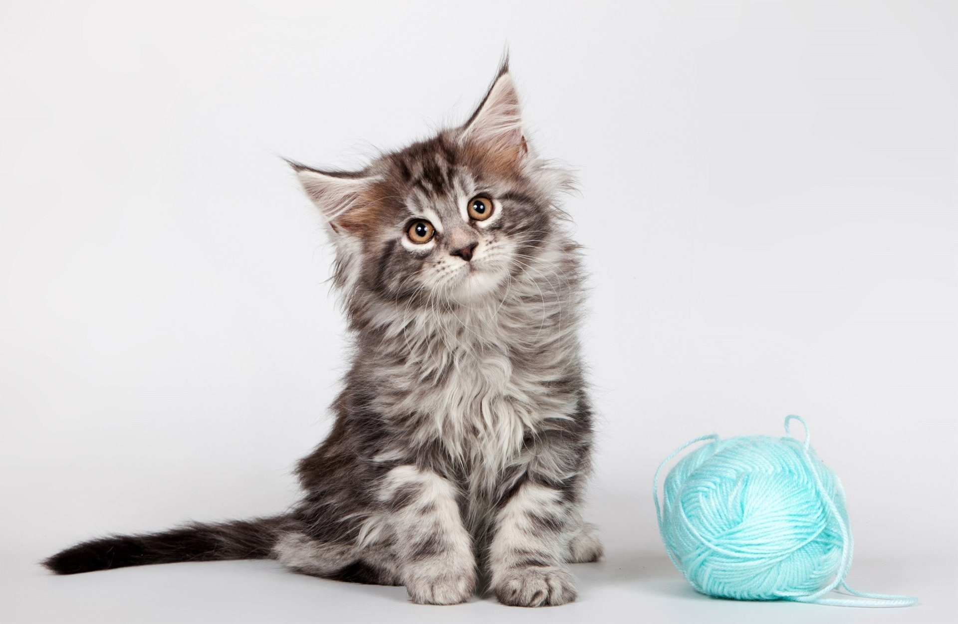 Maine Coon, 1080P, Cat, Animal, Cats, Kitten, Adorable, Cute, HD Wallpaper