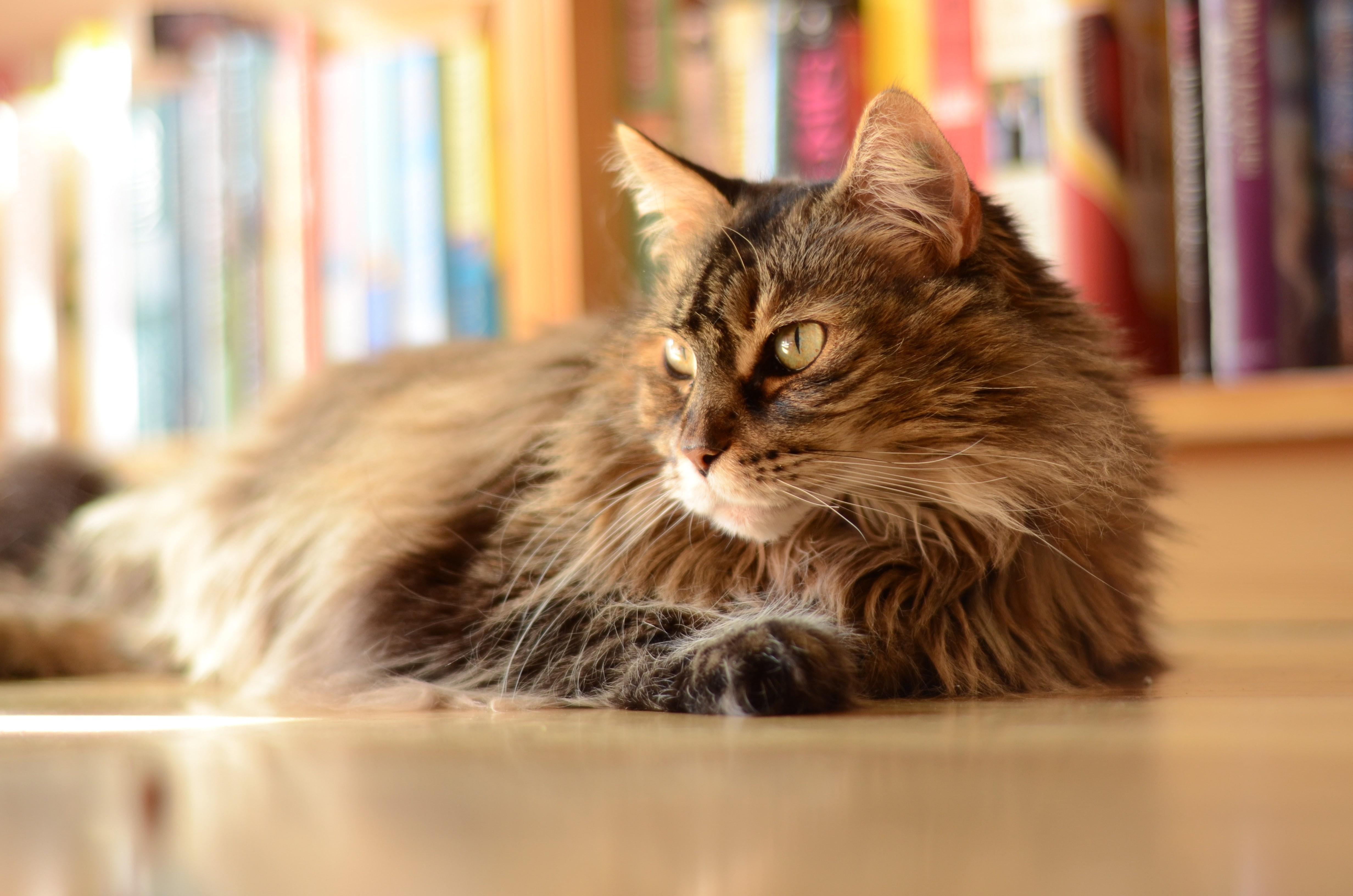 book, domestic cat, whisker, pets, animal, 4K, portrait, maine coon cat, mammal, animal themes, one animal, bookshelf, publication, domestic animals, selective focus, HD Wallpaper