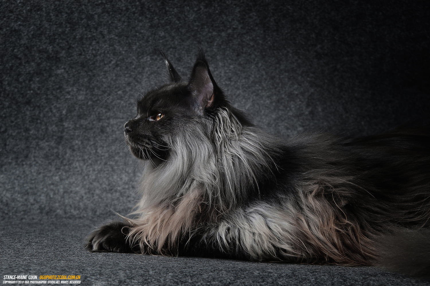domestic, 720P, mammal, animal, animals, one animal, domestic animals, domestic cat, maine coon cat, animal hair, whisker, looking away, looking, hair, HD Wallpaper