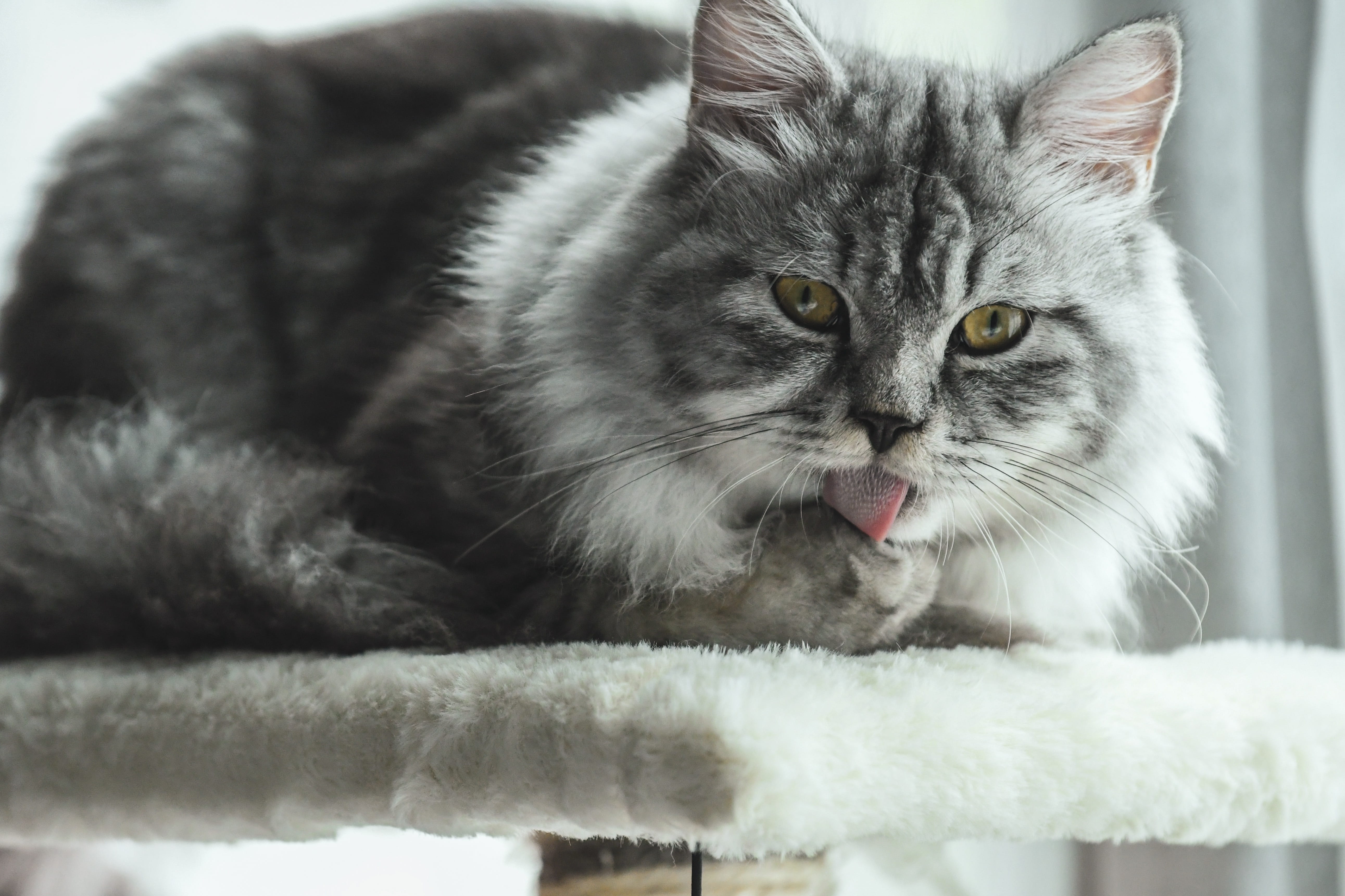 maine coon, domestic, no people, feline, domestic animals, cat, mouth open, tongue, close-up, indoors, animal, animal themes, one animal, looking at camera, HD Wallpaper