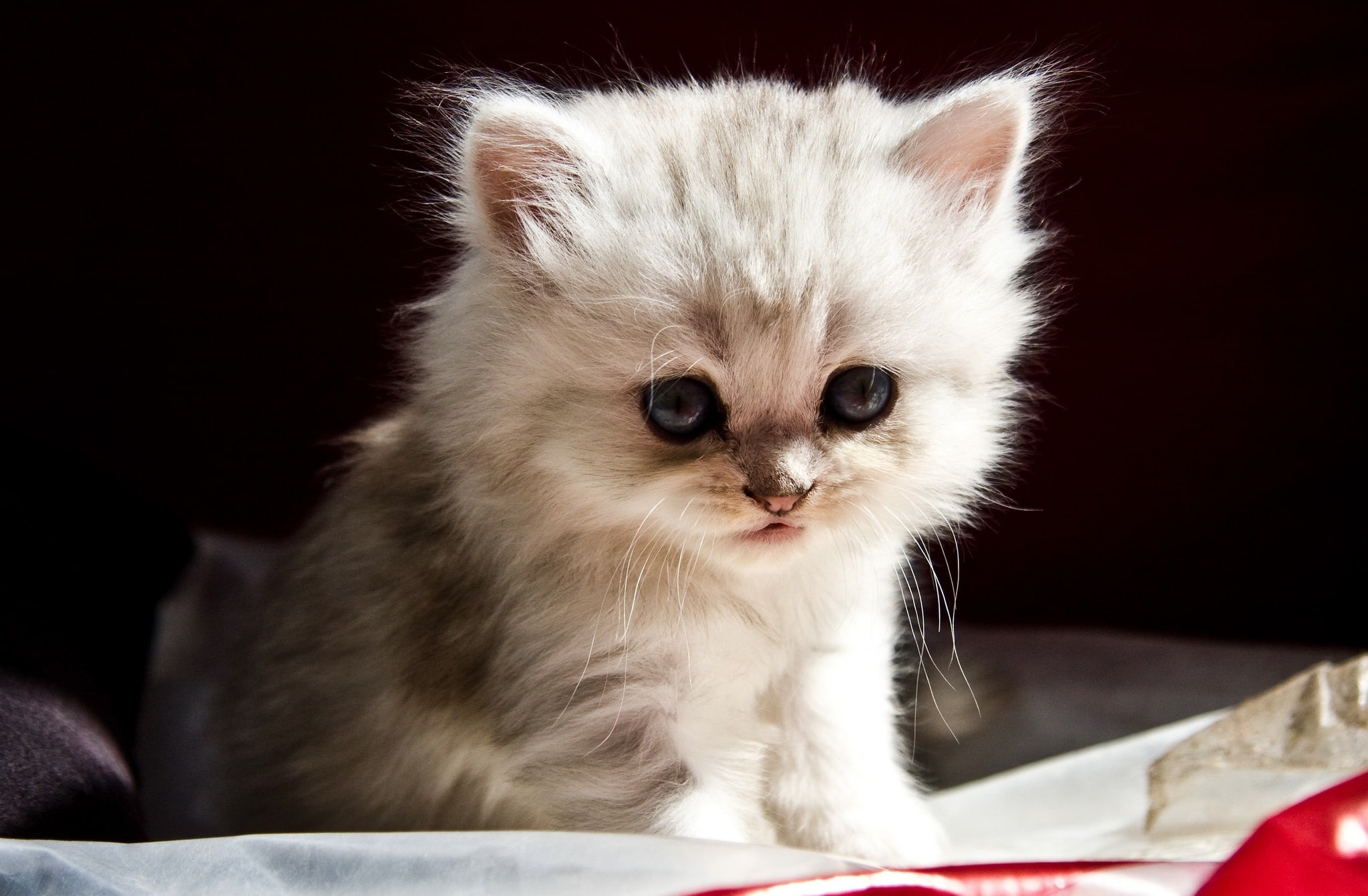 1080P, kittens, domestic, domestic cat, whisker, animal themes, feline, mammal, domestic animals, looking, vertebrate, pets, no people, baby animals, indoors, HD Wallpaper