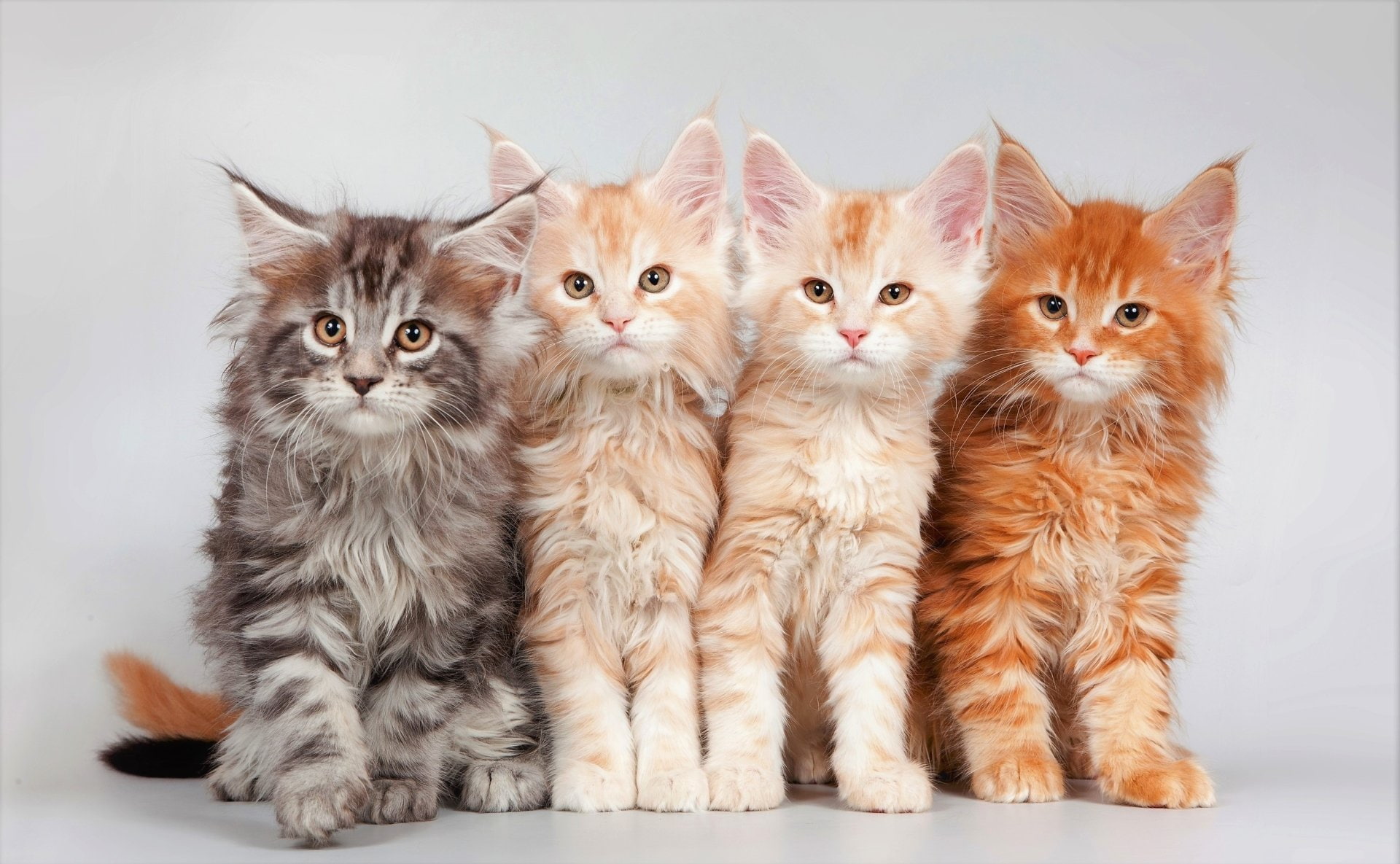 Maine Coon, Animal, 1080P, Kitten, Cute, Cats, Baby Animal, Cat, HD Wallpaper