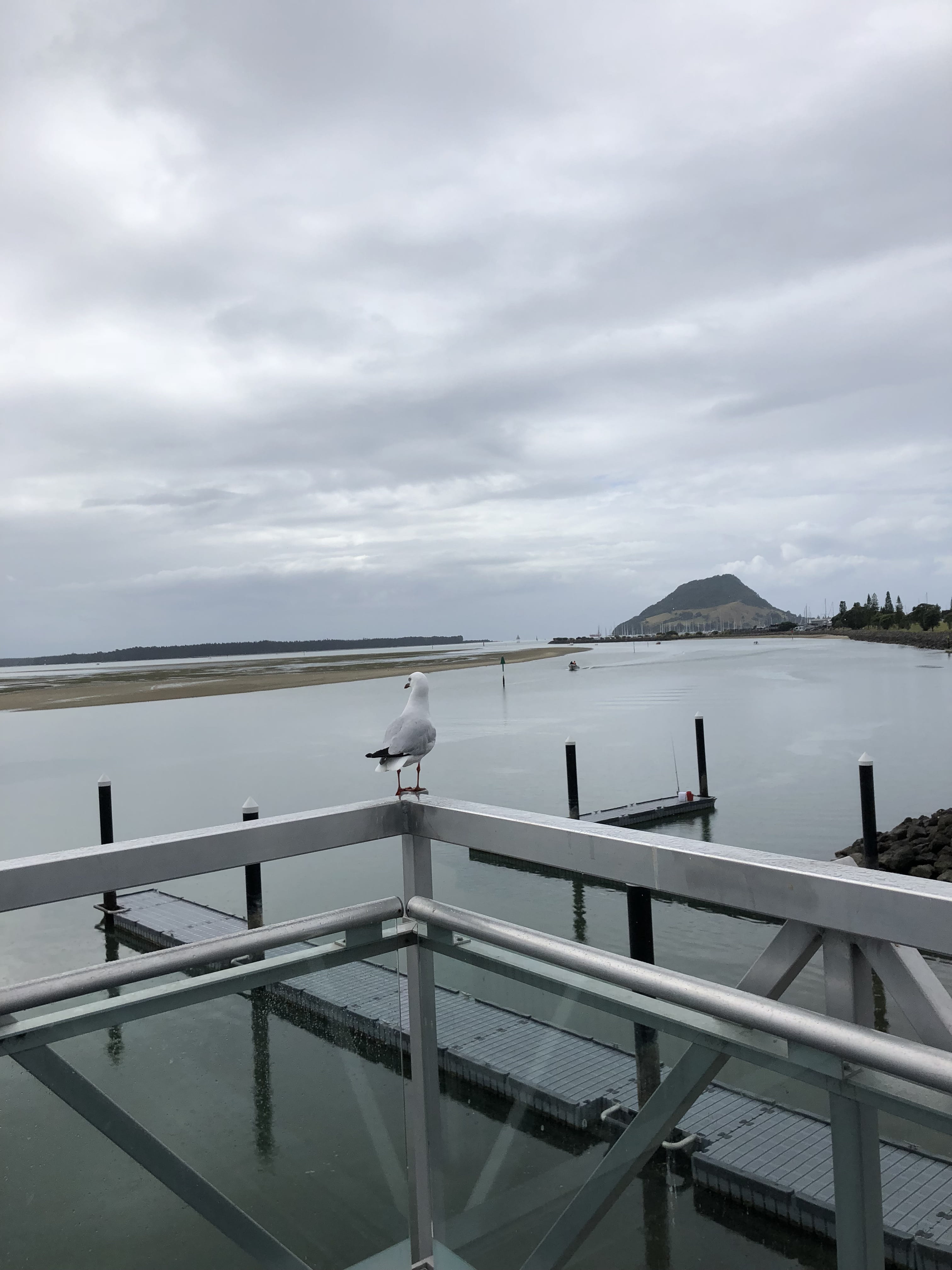 vertebrate, new zealand, pier, handrail, tauranga, animal wildlife, dock, sea, bird, animal, no people, building, nature, perching, day, outdoors, architecture, Phone HD Wallpaper