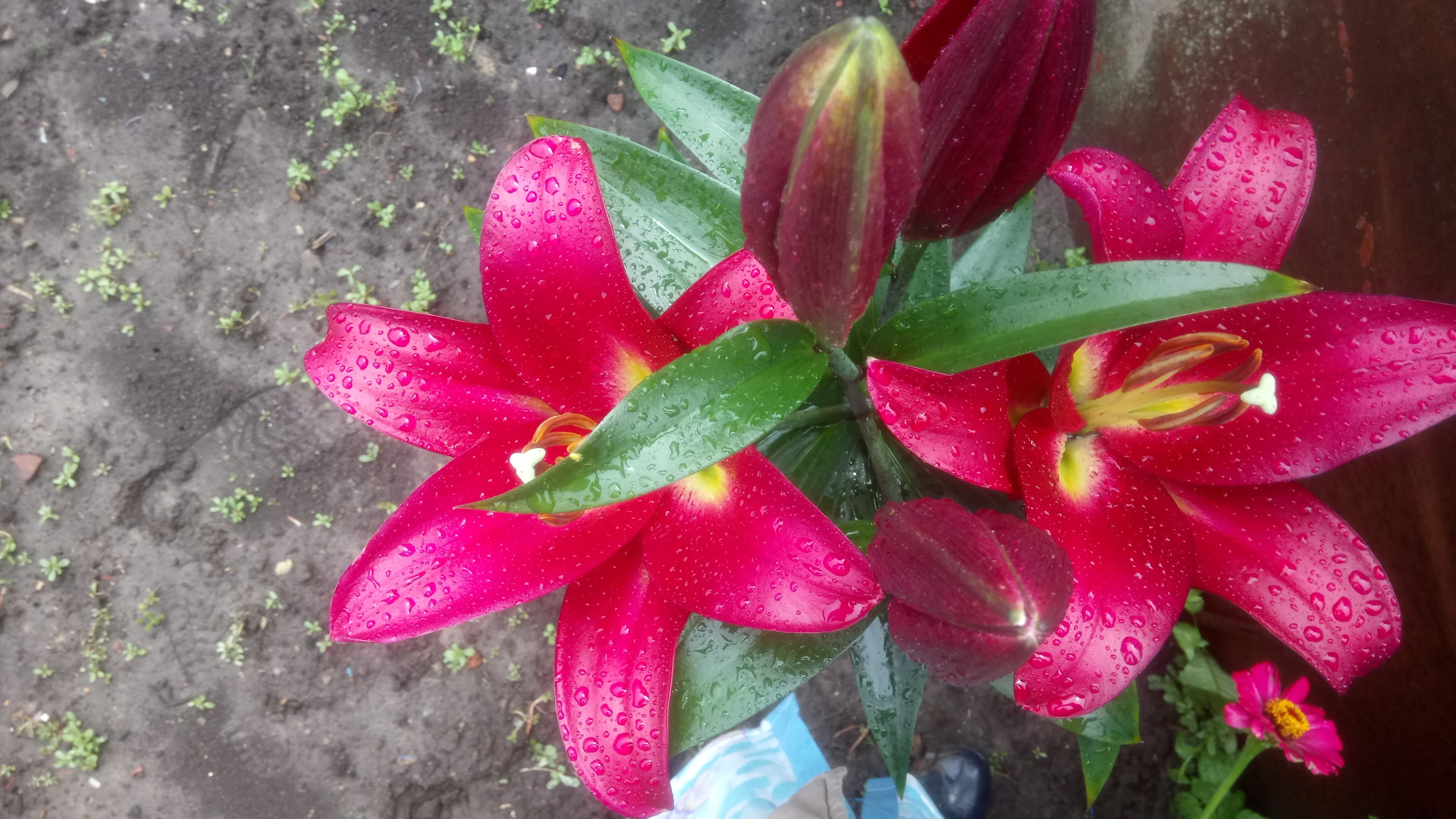 4K, bright, and the smell... Sorry not to transmit through ek, Lily, HD Wallpaper