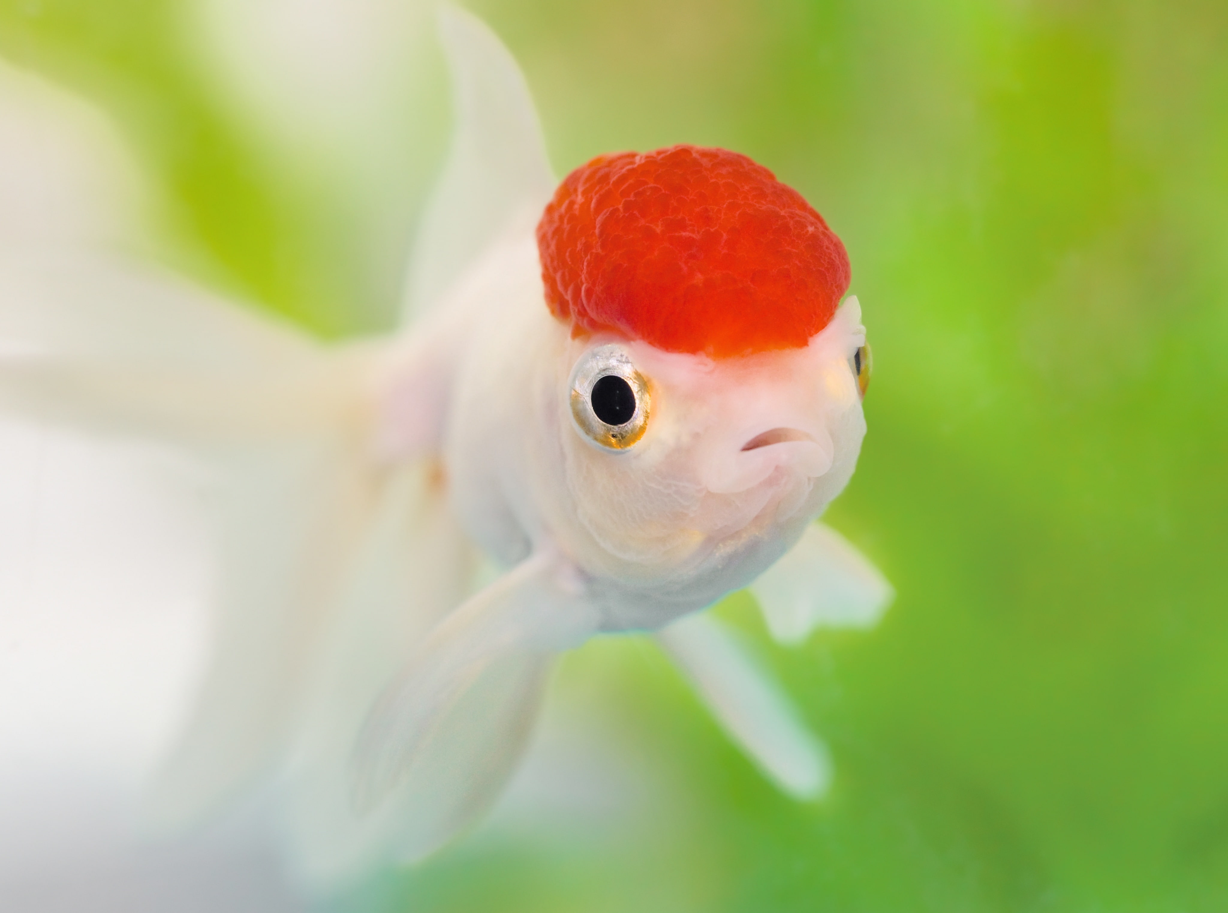 animal wildlife, Redcap, animals in captivity, red, marine, parrot, Water, animals in the wild, goldfish, outdoors, animal head, Animals, animal themes, HD Wallpaper