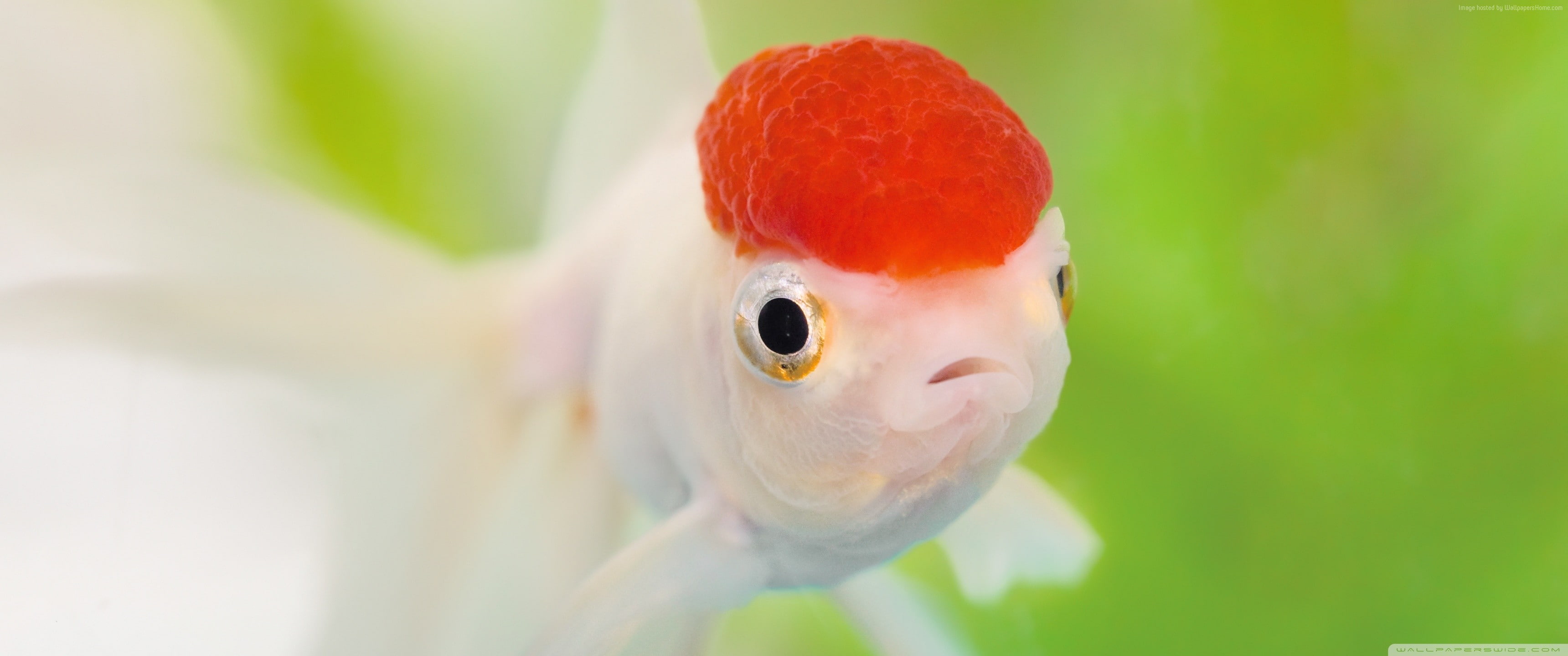 2K, brainiac, fish, HD Wallpaper