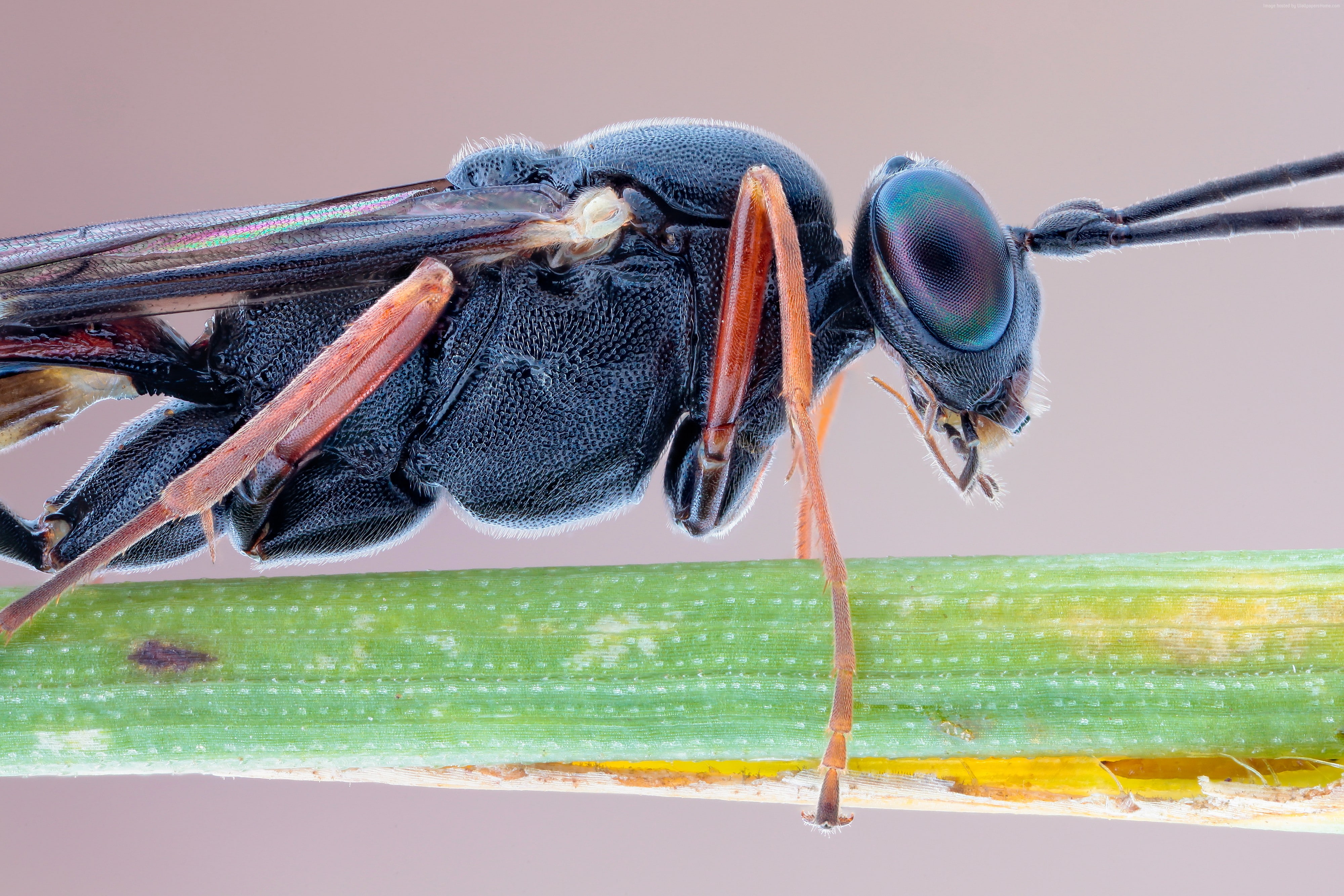 Slender Parasite, insects, nature, antennae, black, 4K, macro, legs, eyes, HD Wallpaper