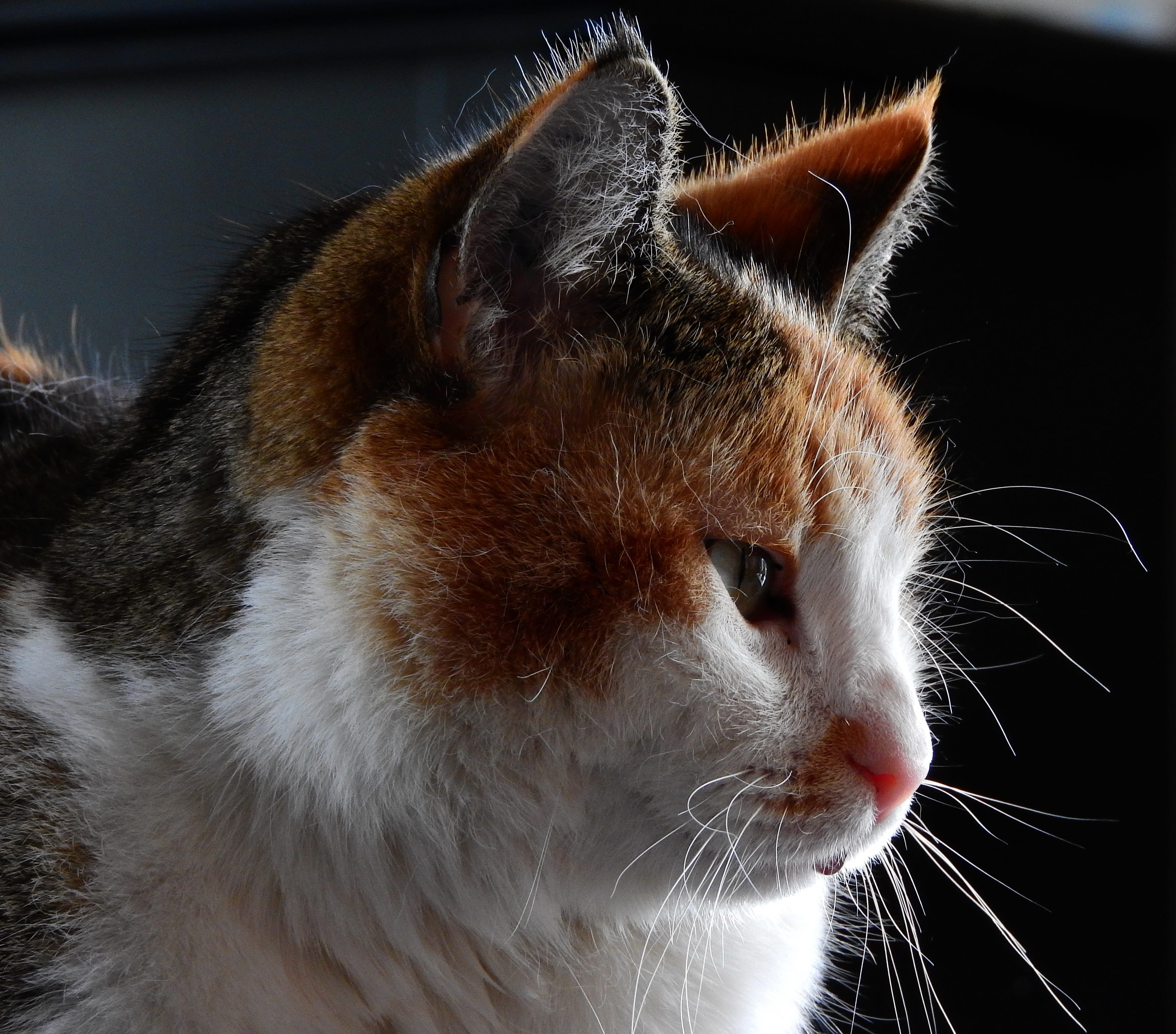 whiskers, domestic, good, dreamy, domestic animals, domestic cat, animal eye, mammal, animal head, close-up, looking away, animal themes, whisker, cat, HD Wallpaper