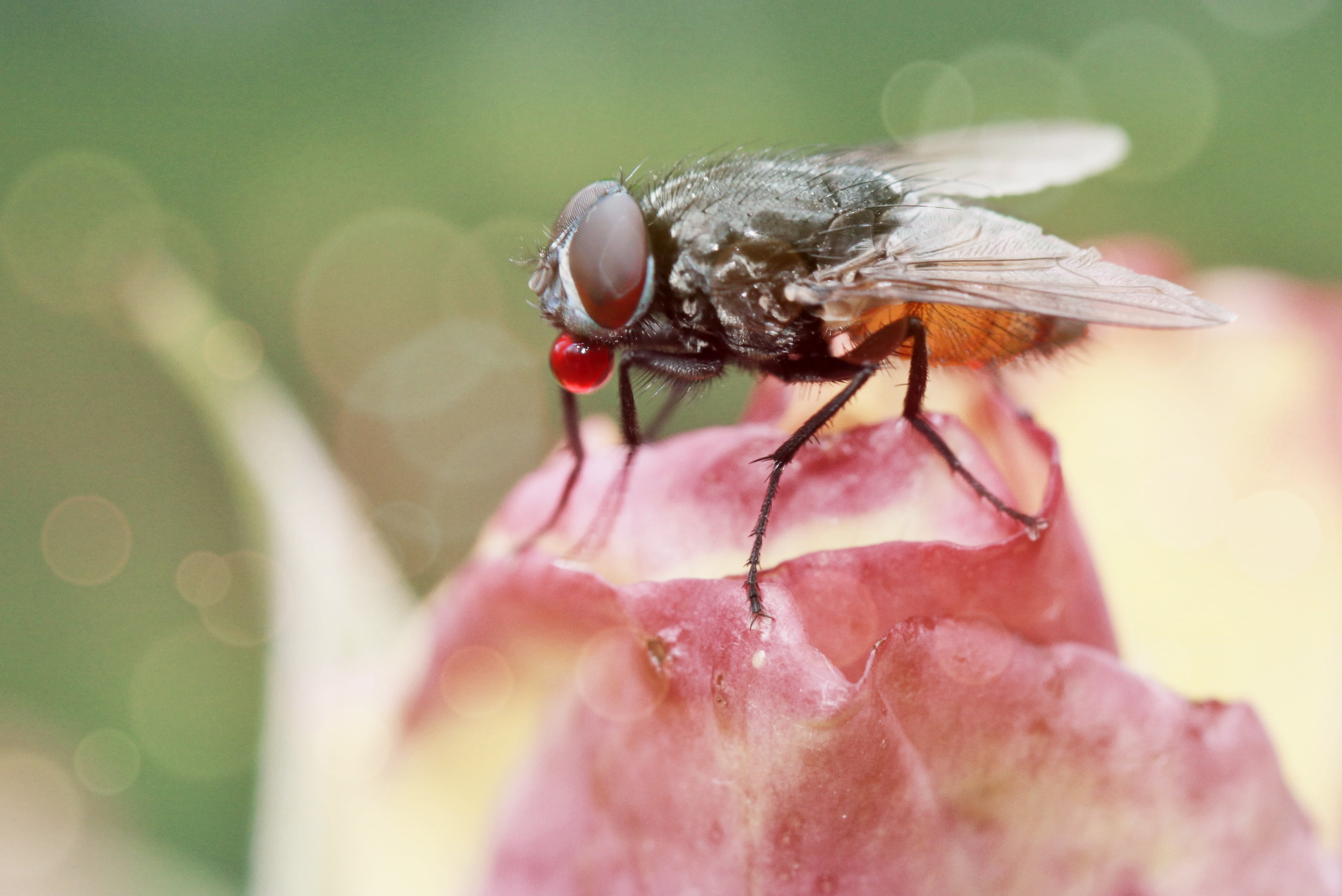 fly, one animal, human hand, plant, close up, wildlife photography, invertebrate, macro photography, animal themes, insect, rosebud, close-up, selective focus, HD Wallpaper
