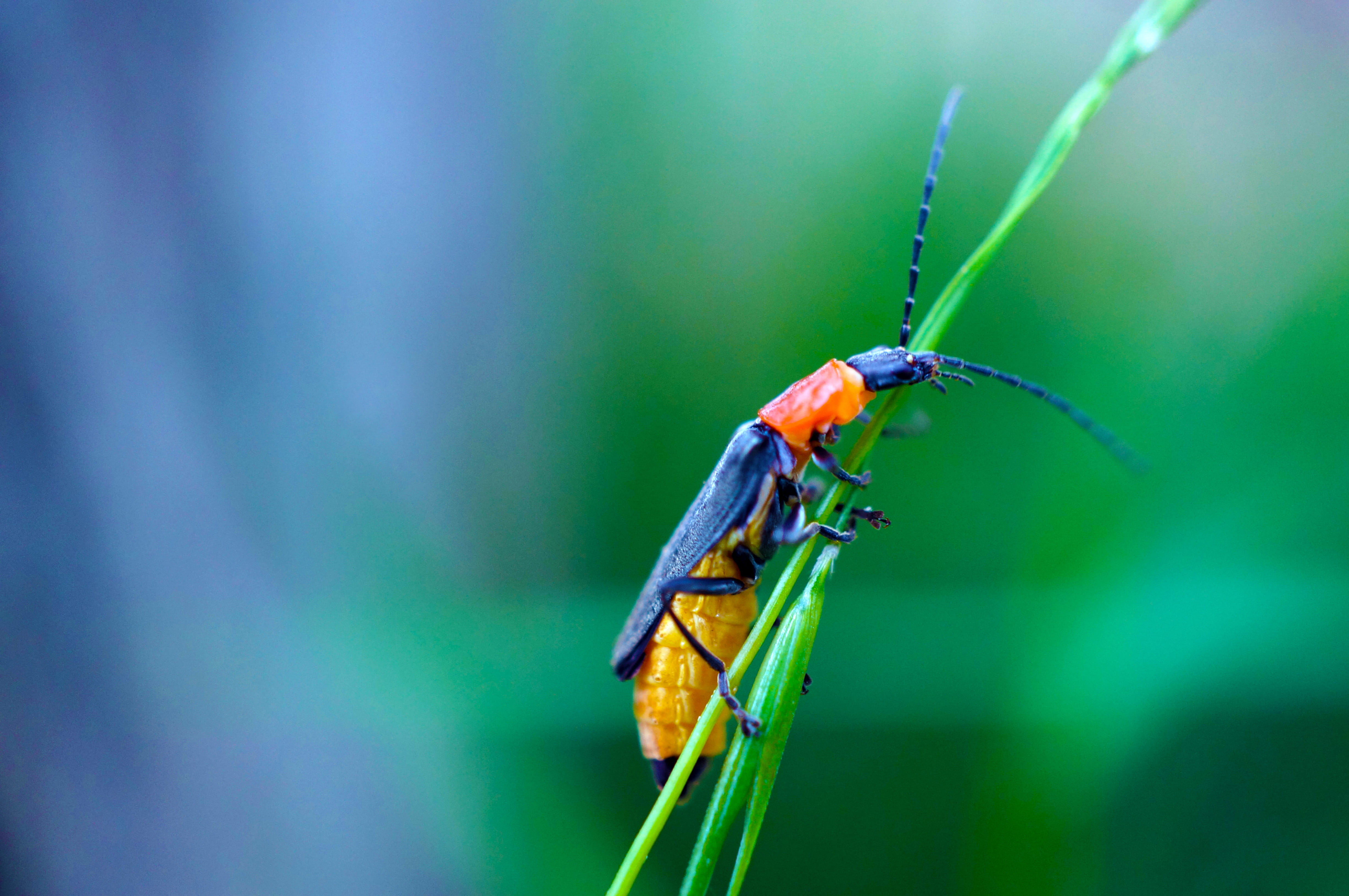 blue, springwood, green color, animal wildlife, focus on foreground, nature, animal themes, invertebrate, soldier beetle, animals in the wild, plant stem, HD Wallpaper