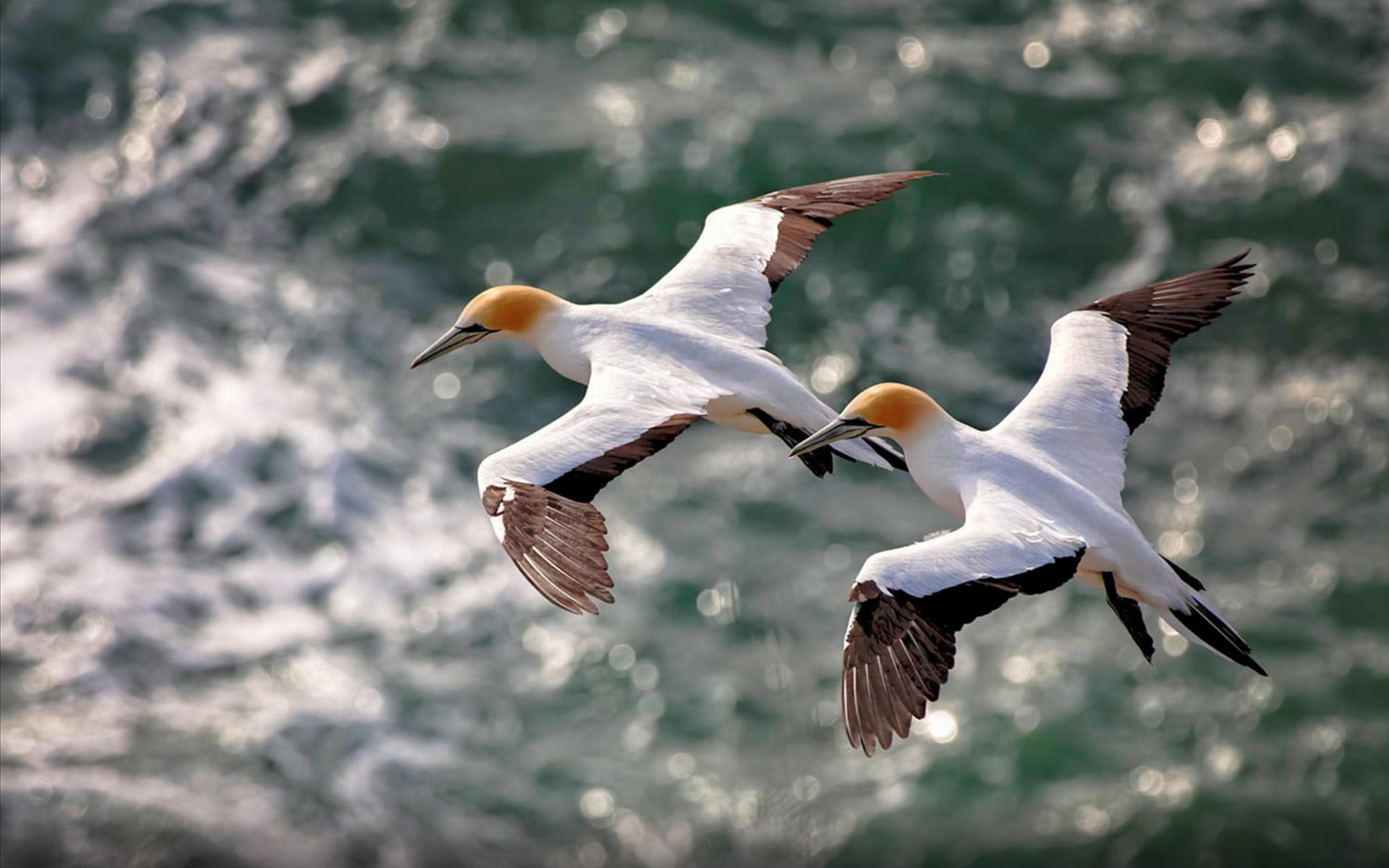 flapping, animal wildlife, seagull, animal, 1080P, spread wings, group of animals, white, booby, two animals, flying, no people, day, two, vertebrate, HD Wallpaper