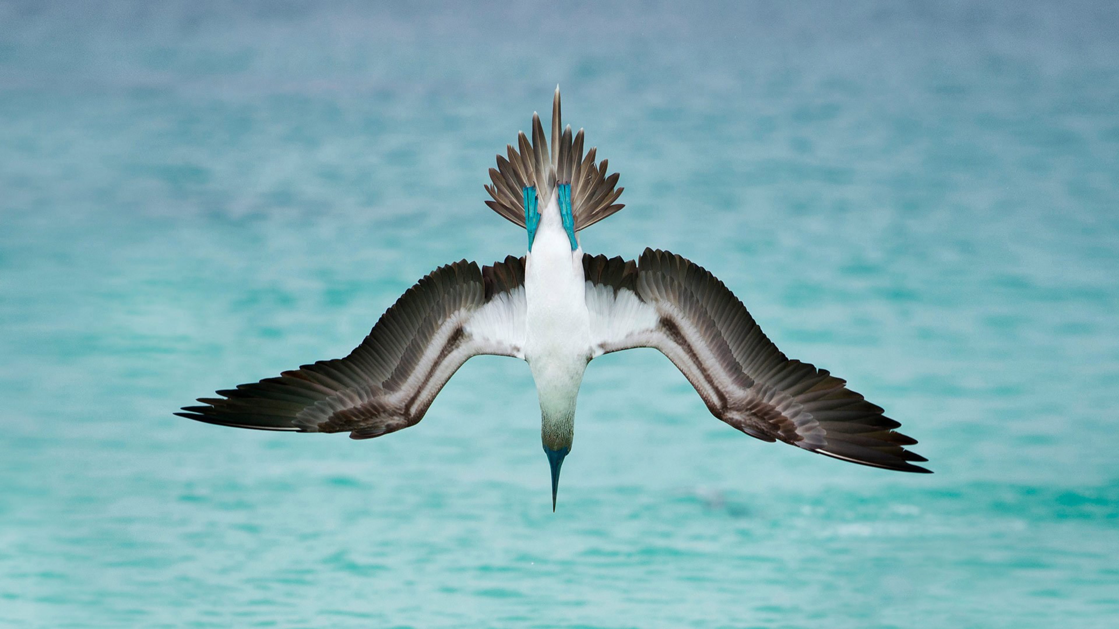 4K, Marine bird, Blue-footed booby, 4K, HD Wallpaper