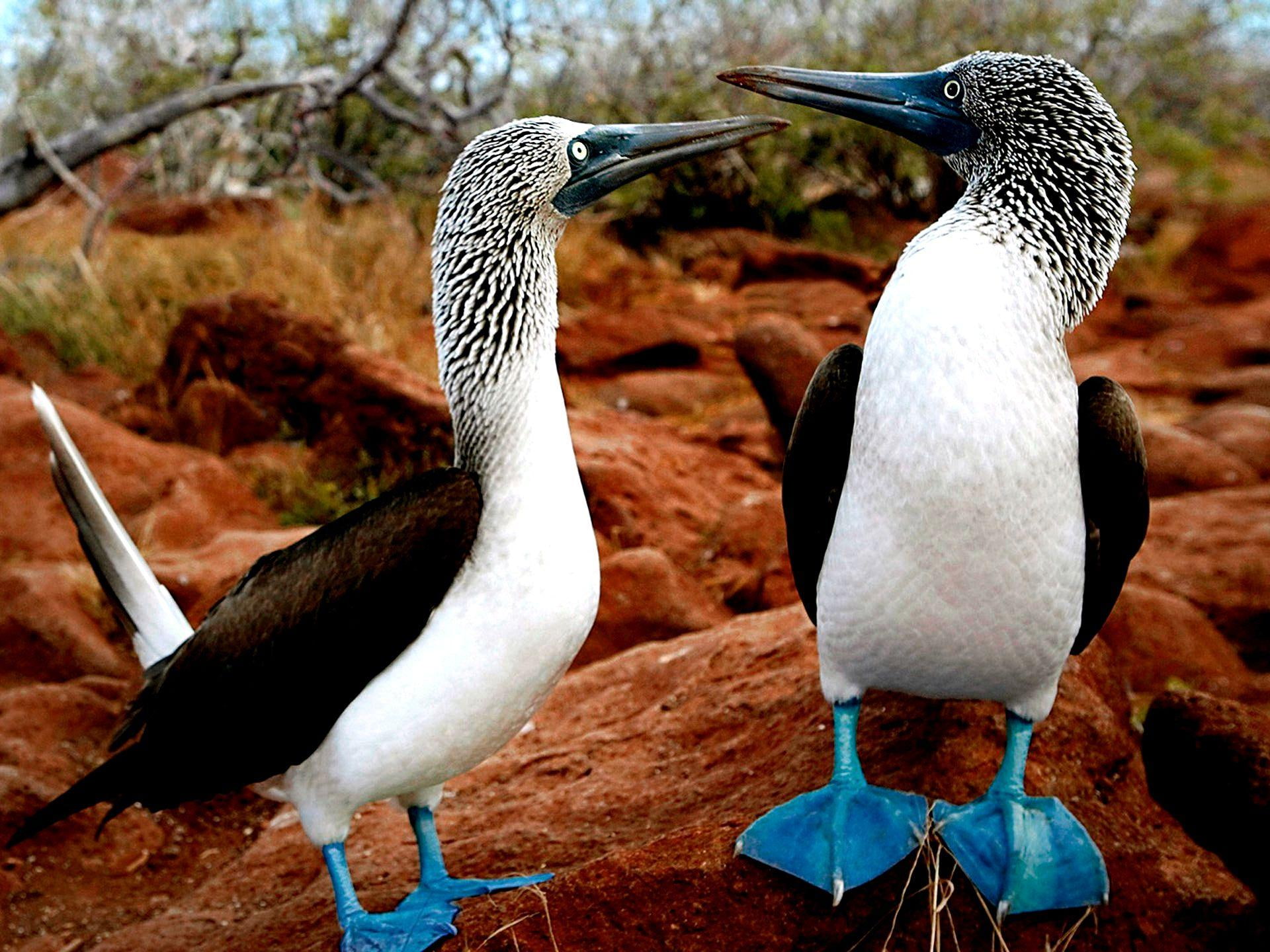 boobies, paint, painting, 1080P, animals, blue, footed, HD Wallpaper
