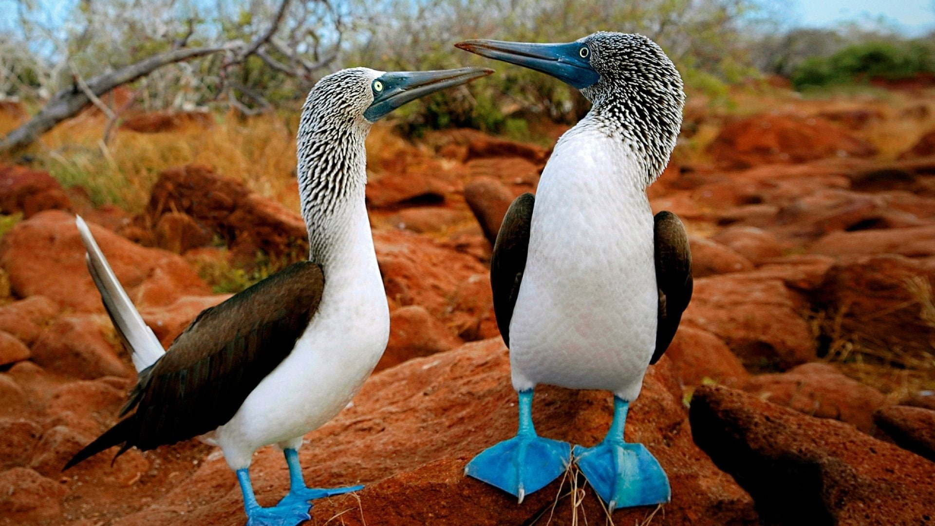 Blue-Footed Booby, Birds, 1080P, HD Wallpaper