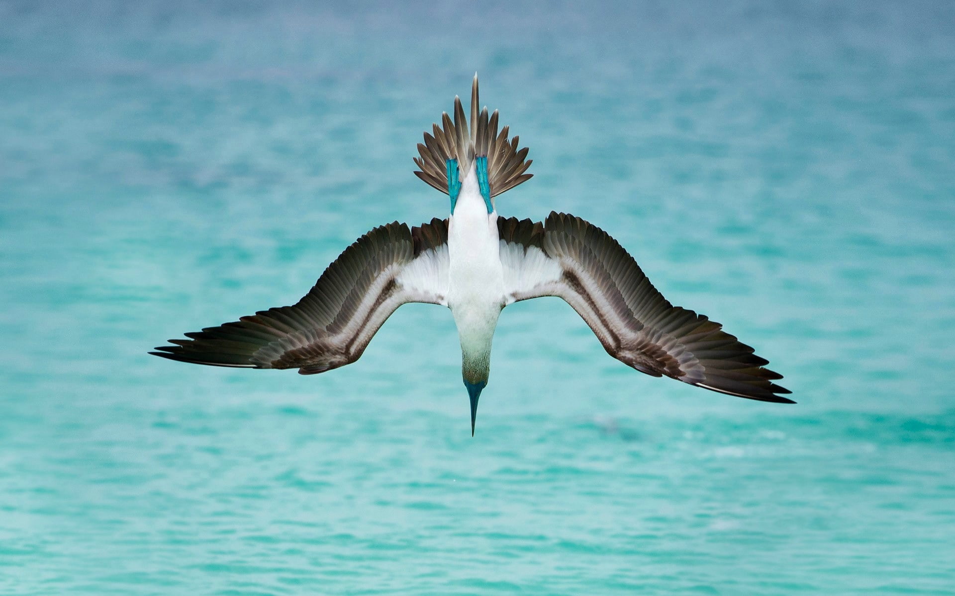 Blue-Footed Booby, Sea, Bird, Ocean, Birds, 1080P, Animal, Diving, HD Wallpaper