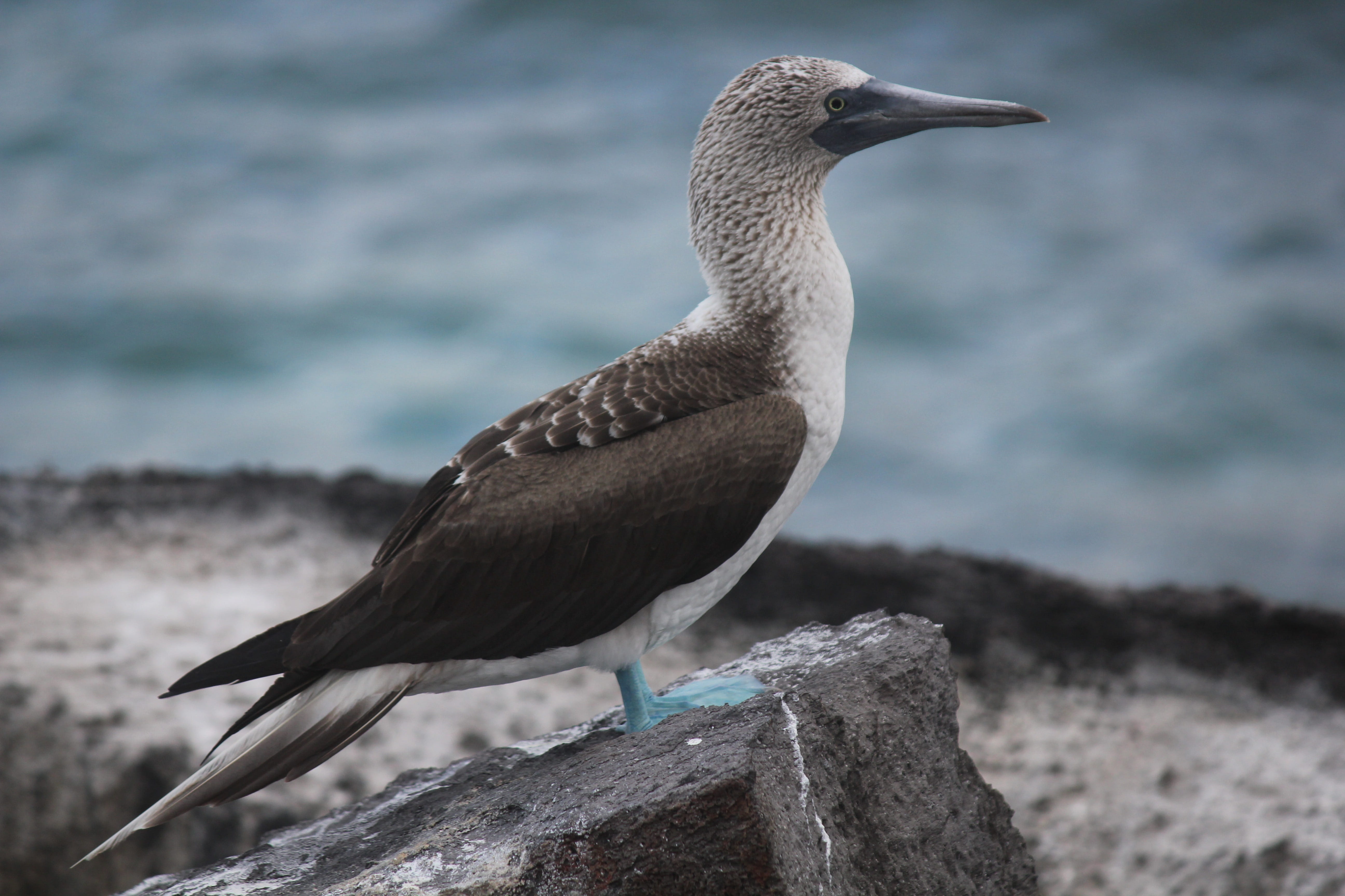 galapagos, one animal, nature, rock, vertebrate, cormorant, animal themes, solid, beach, water, animals in the wild, perching, animal wildlife, beak, rock - object, HD Wallpaper