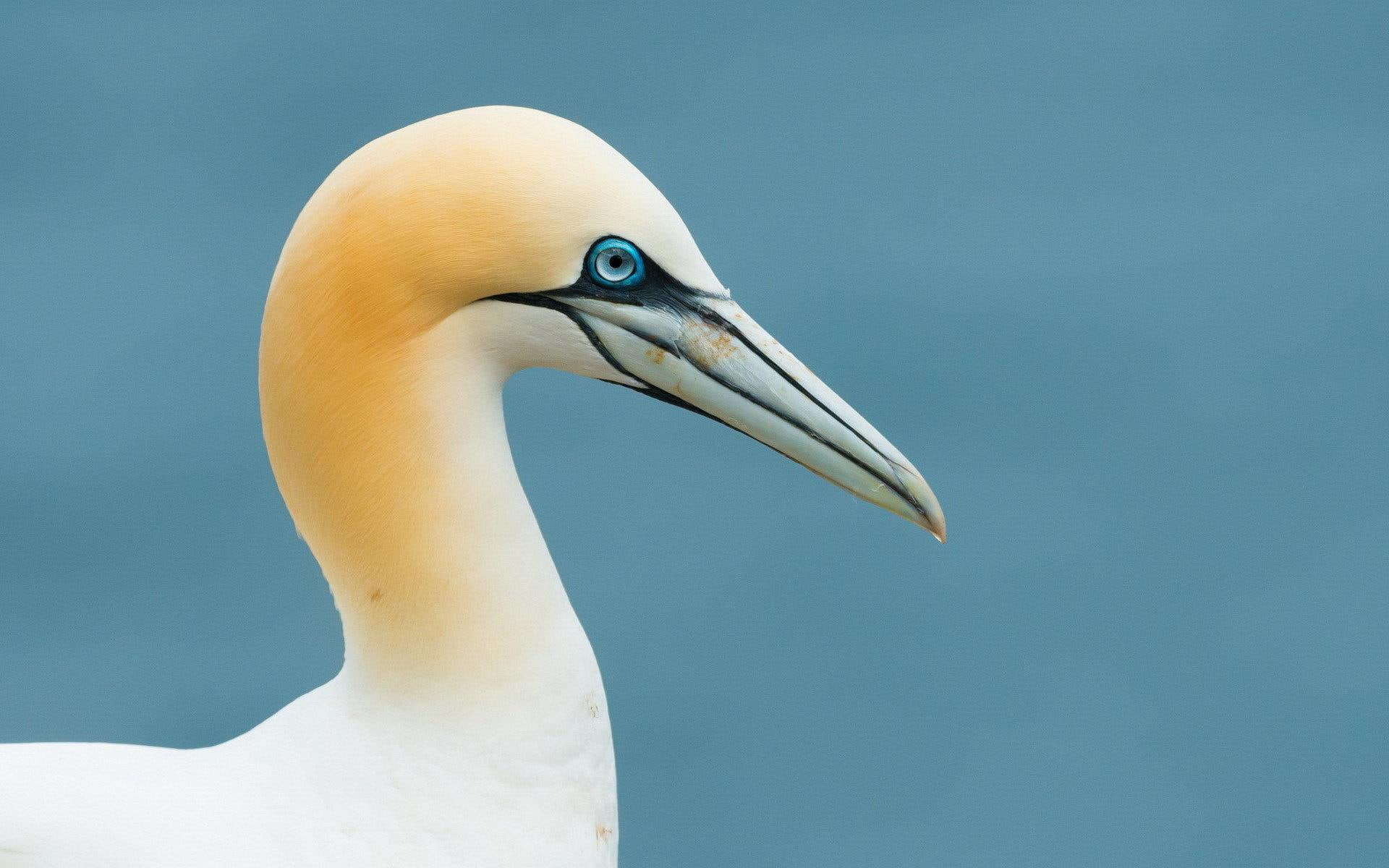 bird, boobie, animals, 1080P, beak, eyes, HD Wallpaper