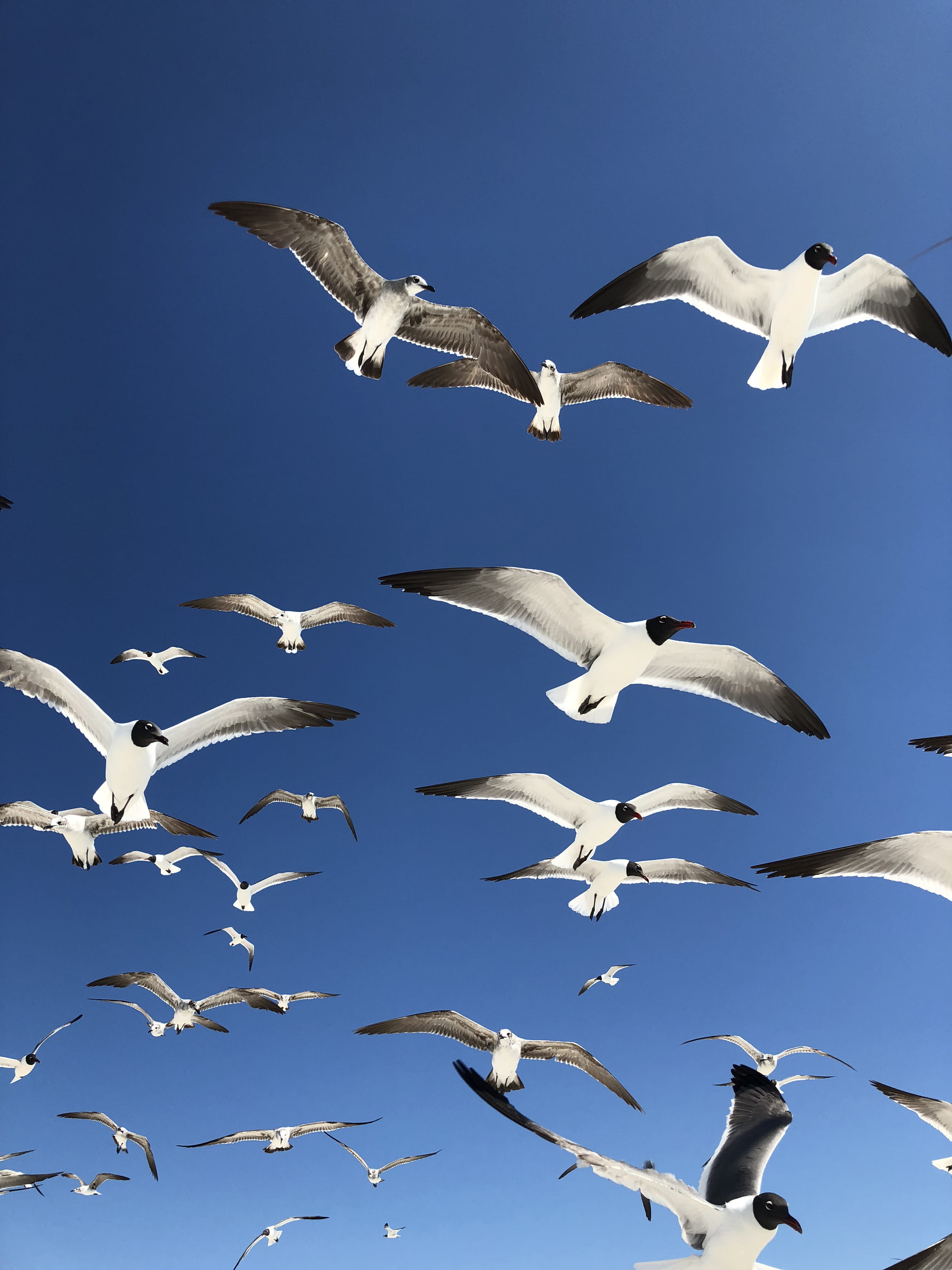 clearwater, no people, flock of birds, wings, nature, beak, day, bird, clear sky, mid-air, animal wildlife, 1060 gulf blvd, fly, beach life, sky, vertebrate, Phone HD Wallpaper