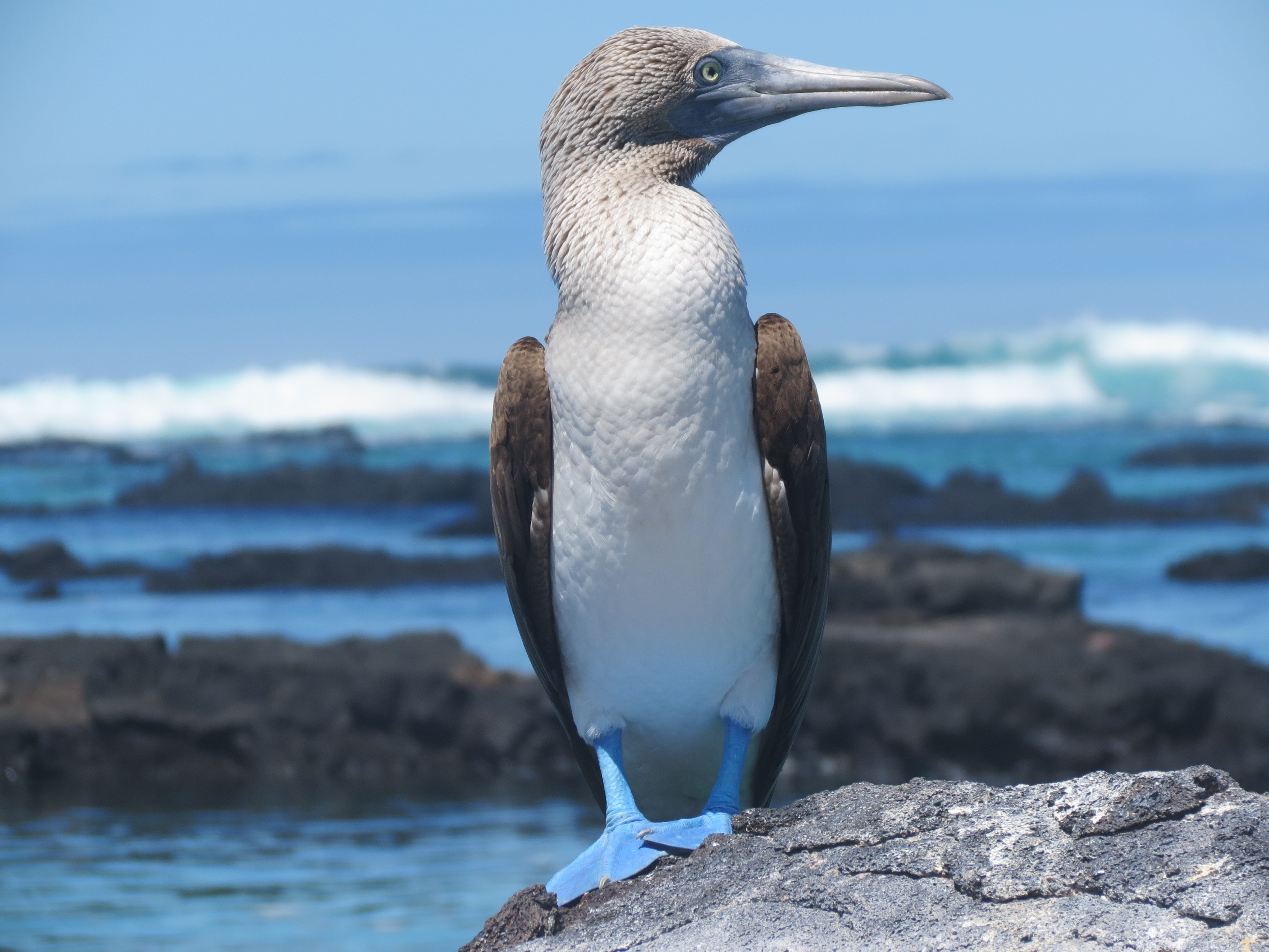 animals in the wild, wild, beach, near, blue-footed, bobby, avian, day, ocean, sea, footed, aves, focus on foreground, waves, animal, body, solid, avifauna, HD Wallpaper