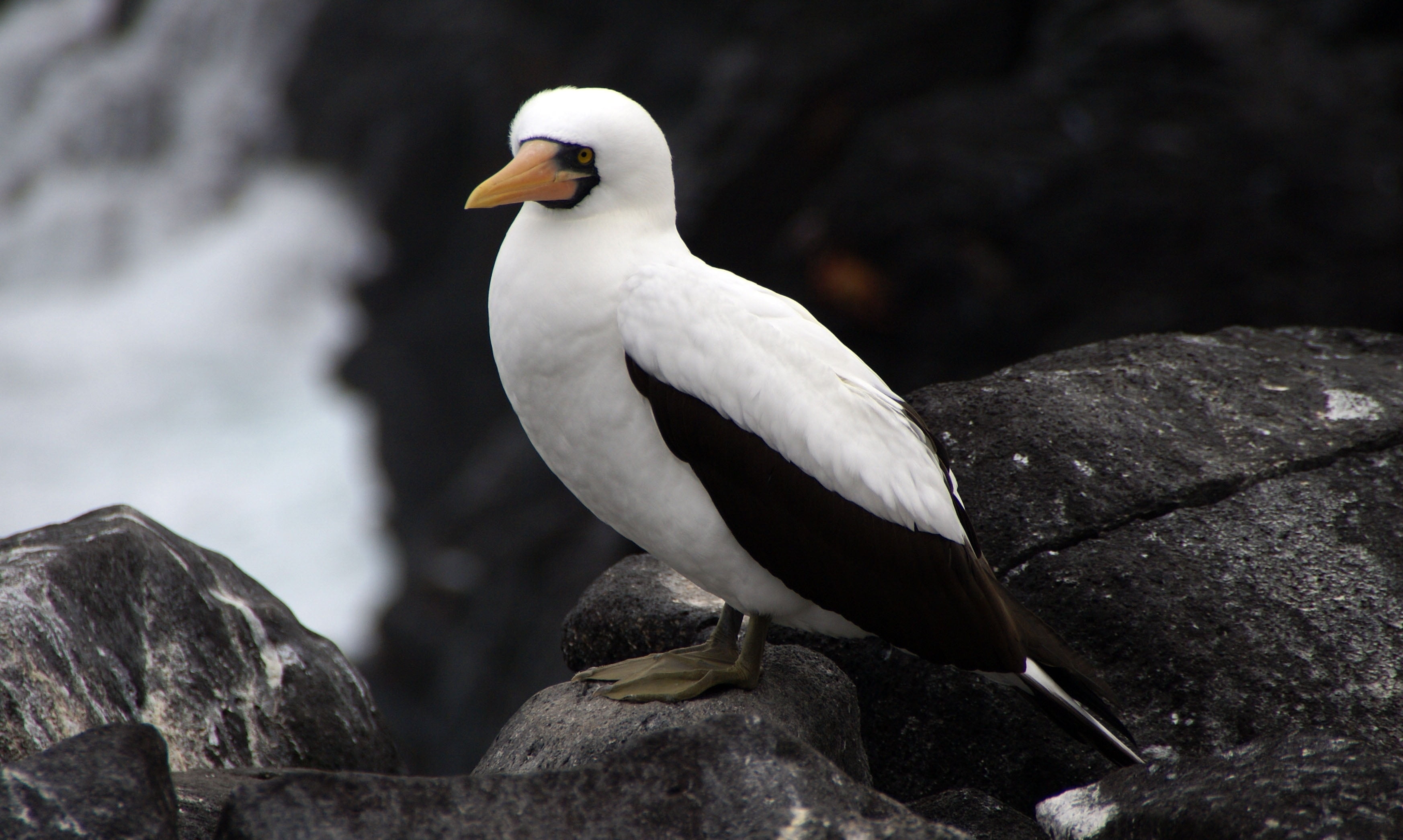 antarctica, animals In The Wild, animal wildlife, nature, seagull, day, water, outdoors, espanola, booby, faroe Islands, black, animal themes, animal Wing, HD Wallpaper