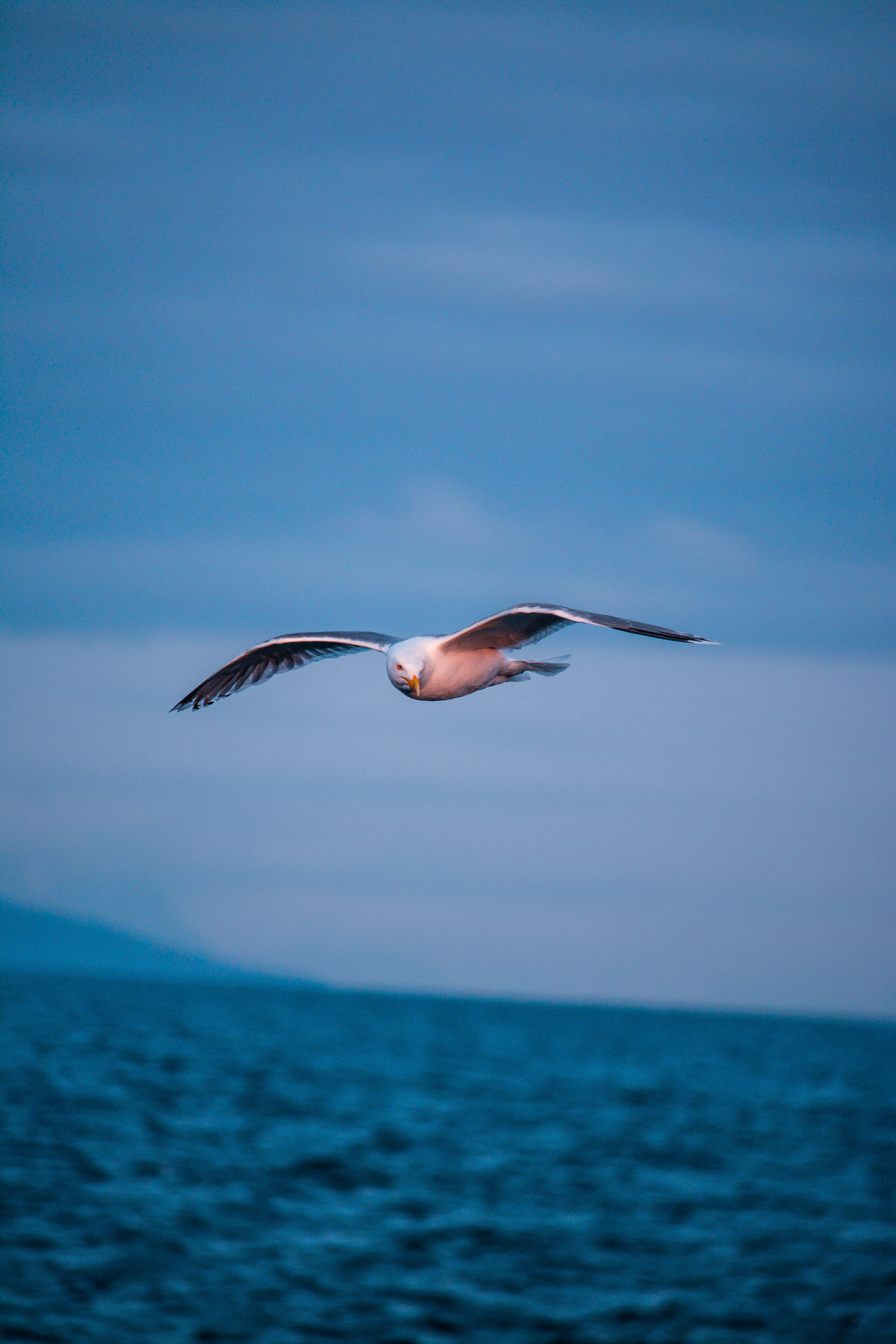 spread wings, fly, ardeidae, waterfront, ocean, 5K, animals in the wild, body, outdoors, one animal, animal, animal wildlife, mid-air, waterfowl, sea, Phone HD Wallpaper