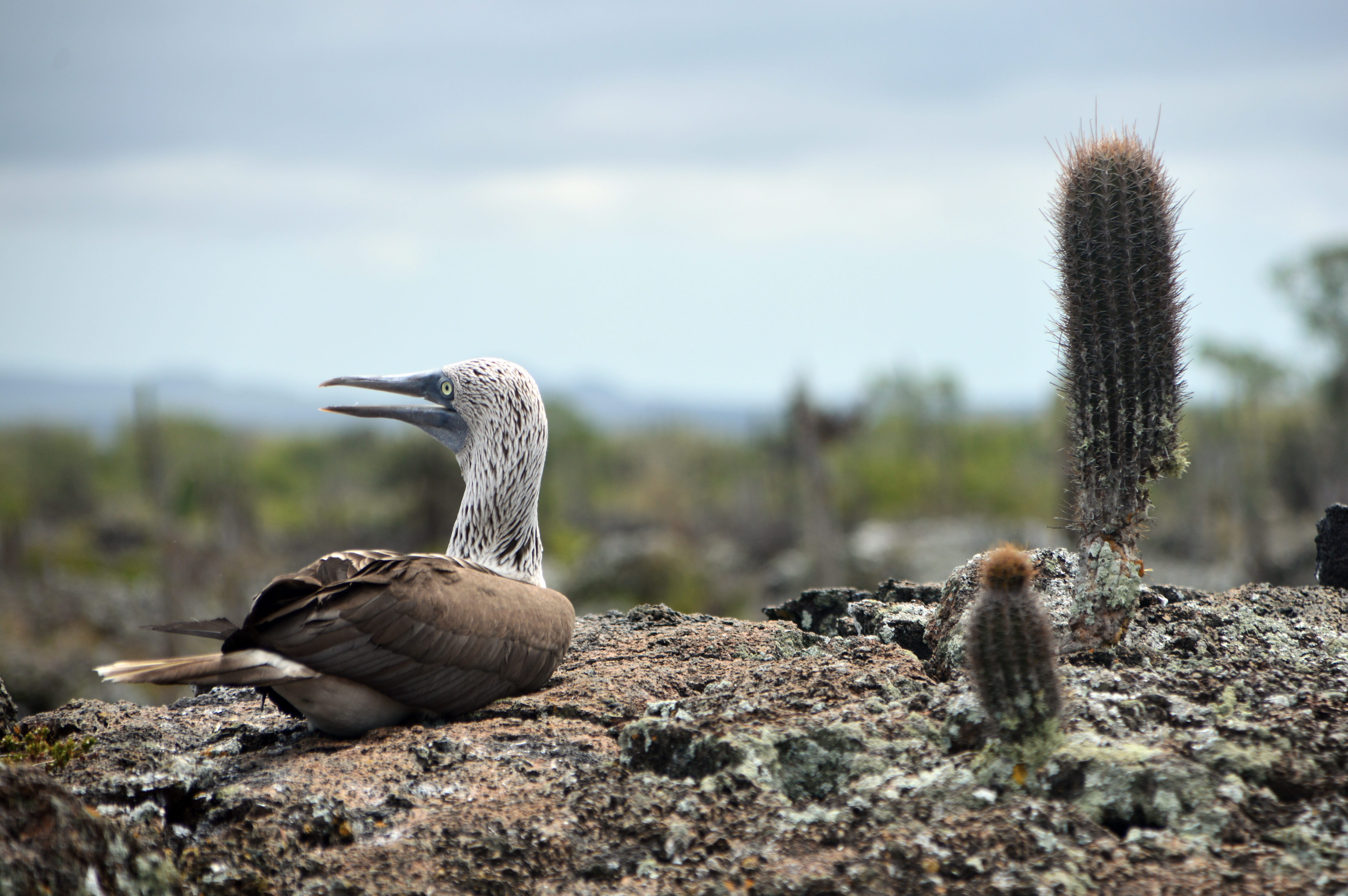 growth, animal, vertebrate, animals in the wild, nature, island, pacific, birds, fauna, group of animals, focus on foreground, pins, animal themes, ecuador, HD Wallpaper