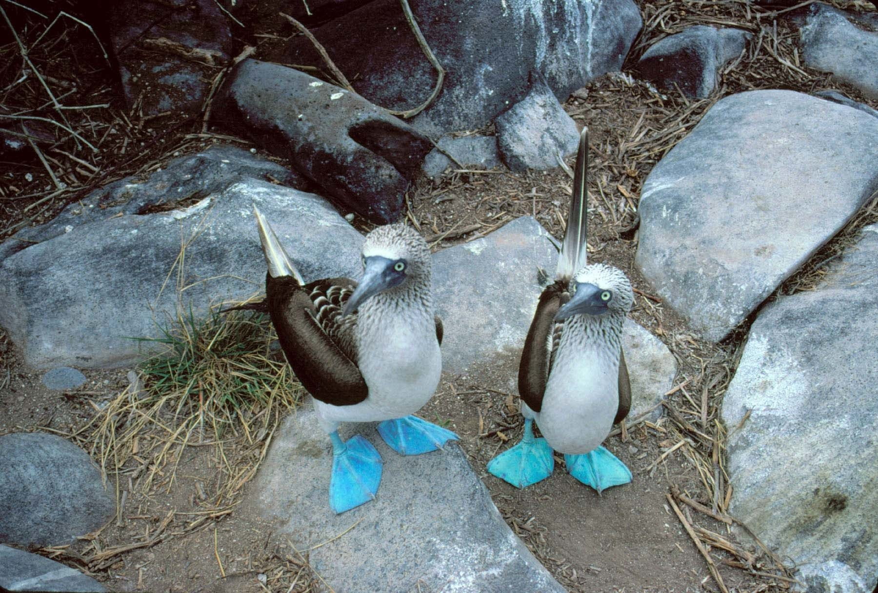 Bird, 720P, Animal, Birds, Blue-Footed Booby, HD Wallpaper